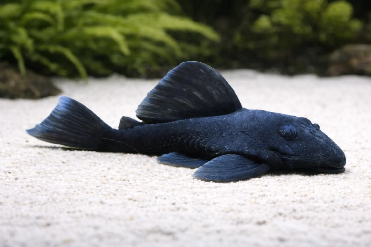L239 pleco