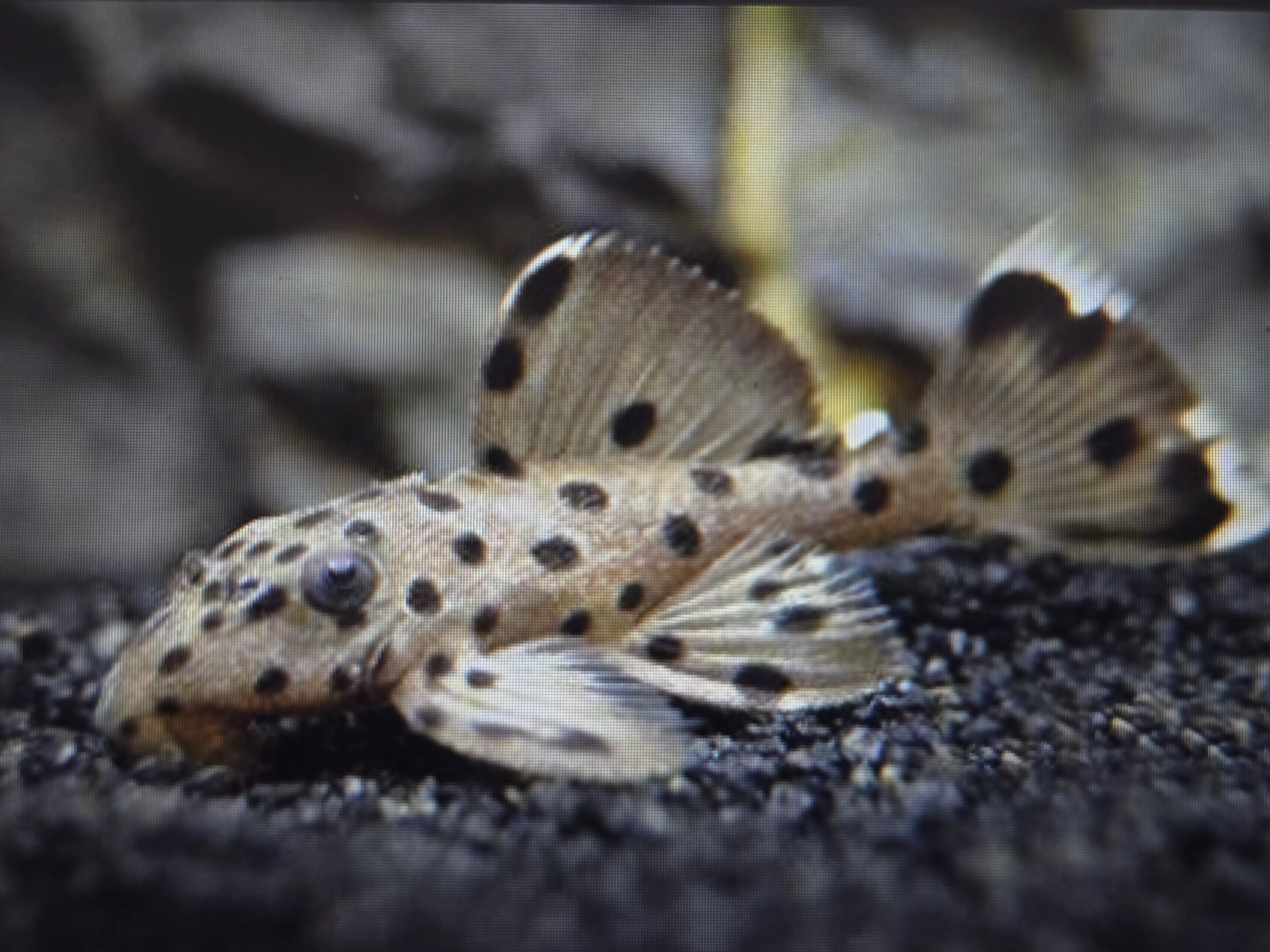 L264 sultan pleco 6-8cm