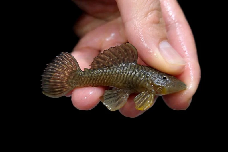 Pleco L56 chubby 6-8cm