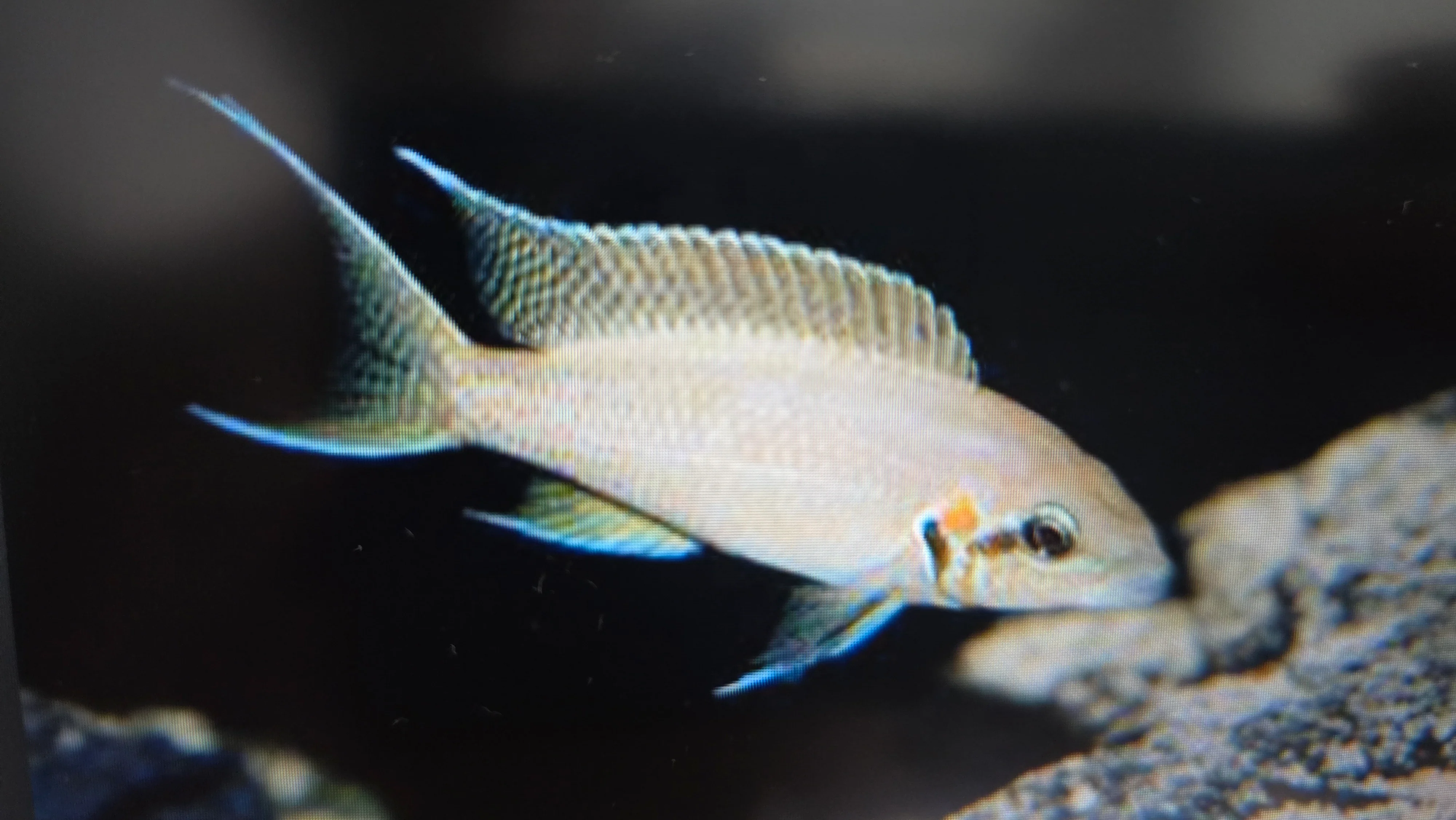 Lamprologus brichardi cichlid 4cm