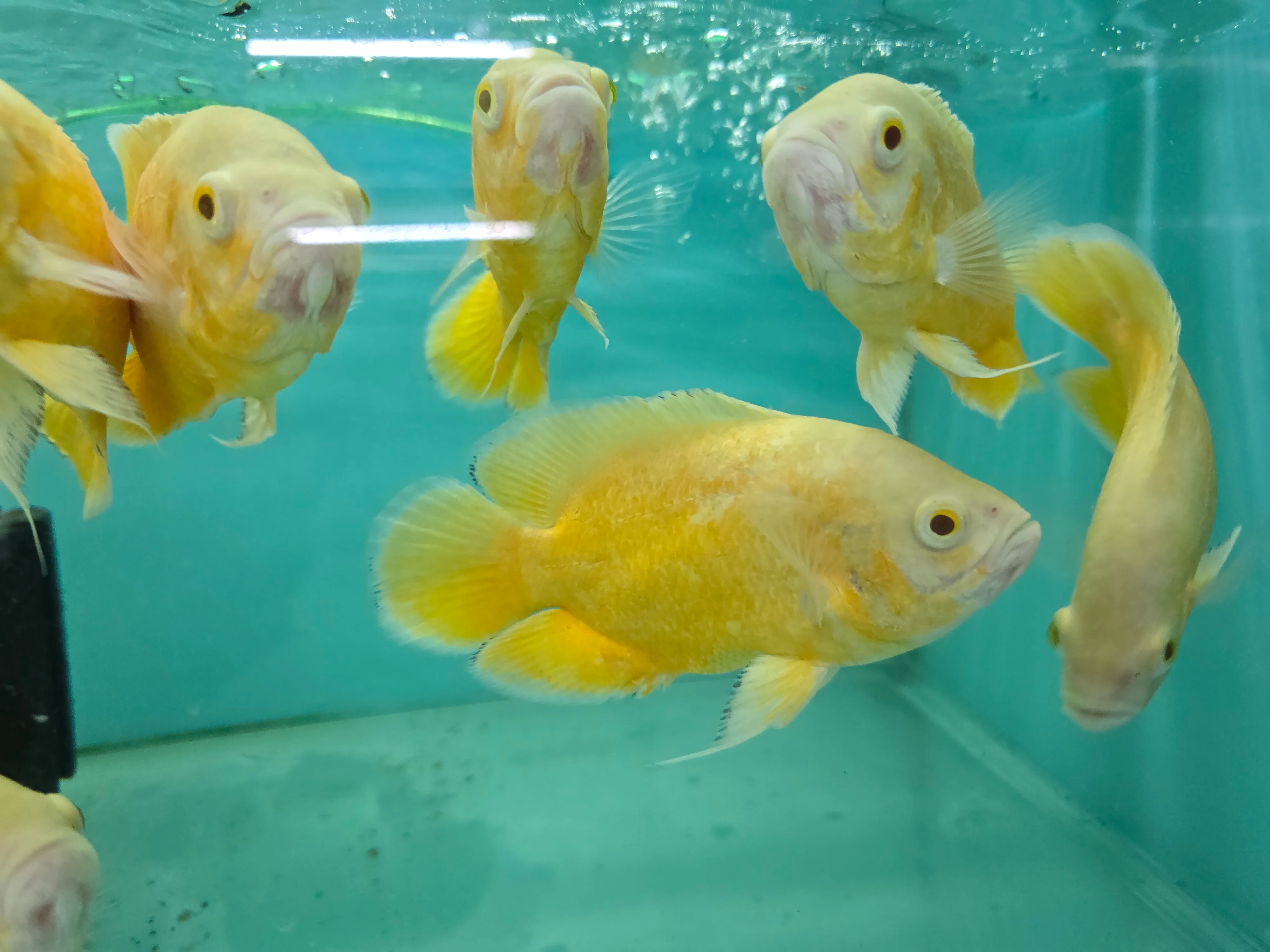 Lemon oscar 10-12cm