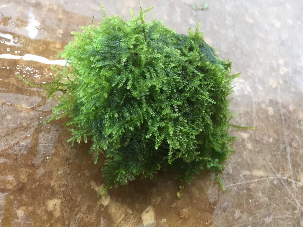 Live Christmas Moss on Natural Rocks – Easy Care Aquarium Plant Decor
