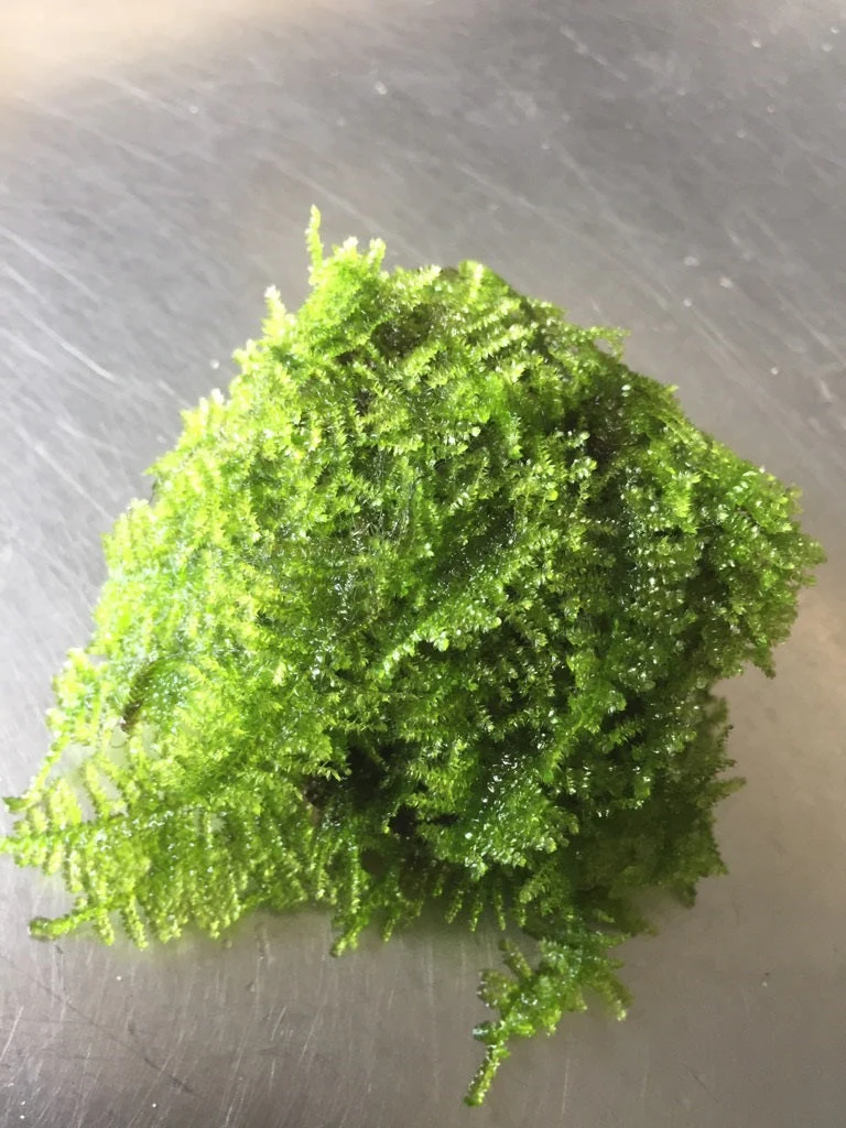 Live Christmas Moss on Natural Rocks – Easy Care Aquarium Plant Decor - Image 2