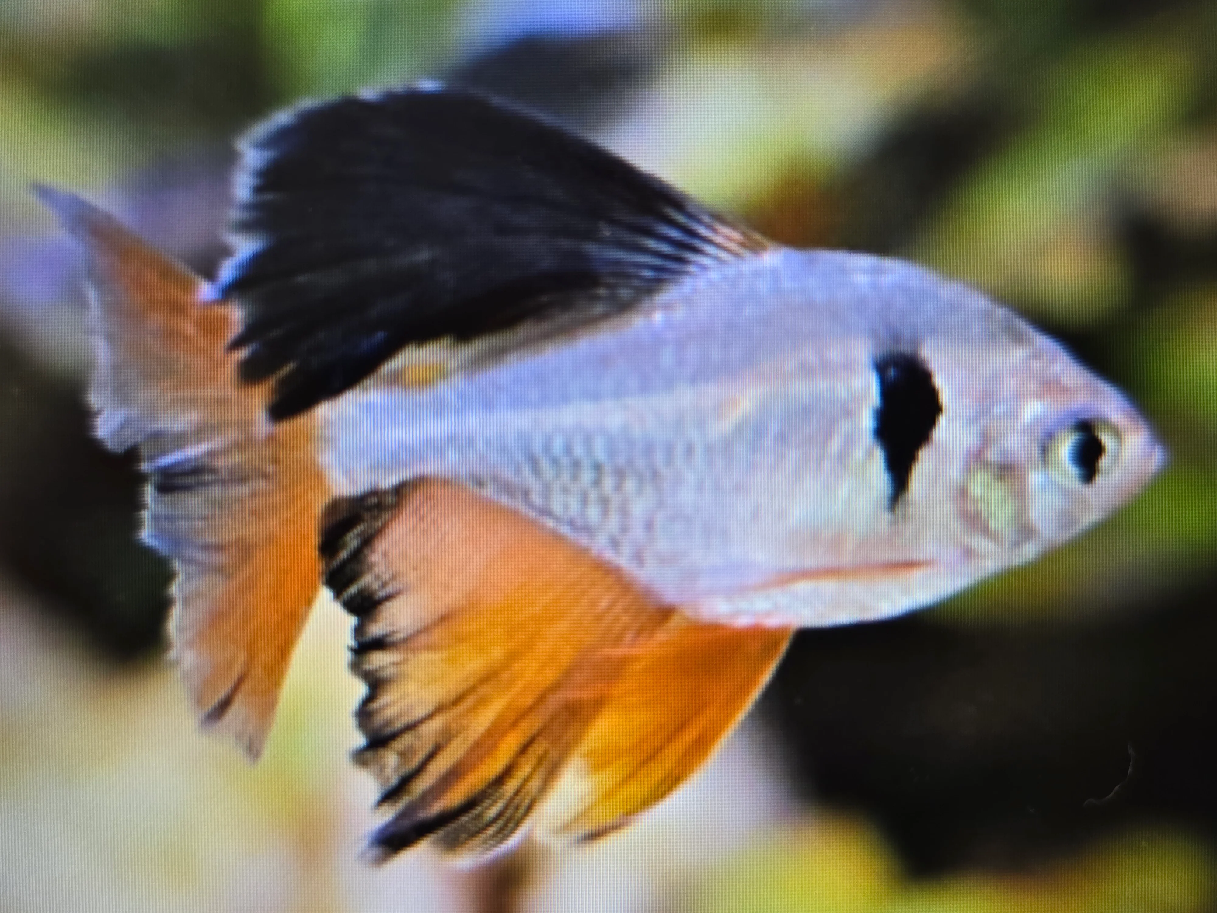 Long fin serpae tetra 3cm - Image 2