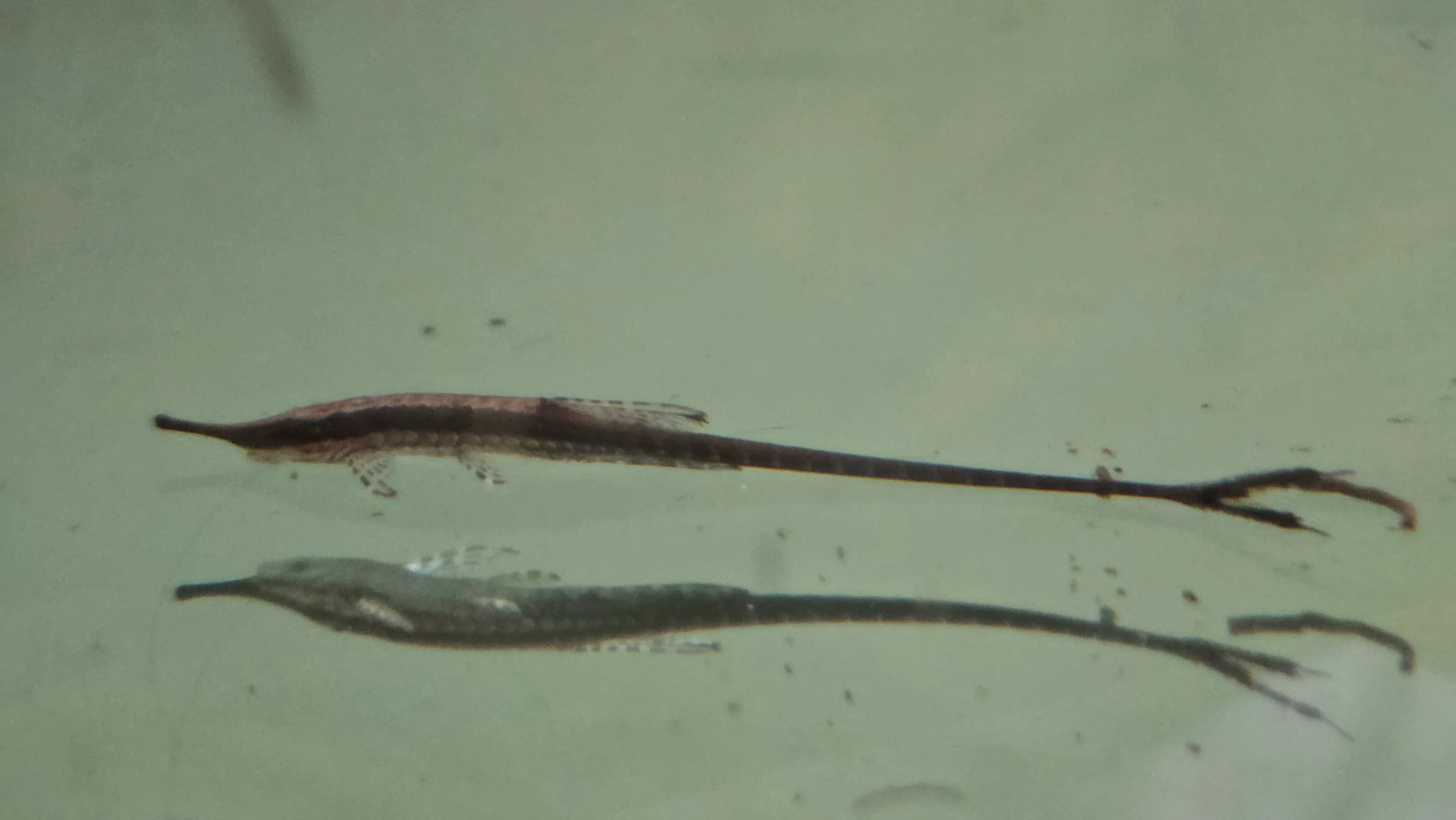 Long nosed fallowella 8-12cm - Image 2