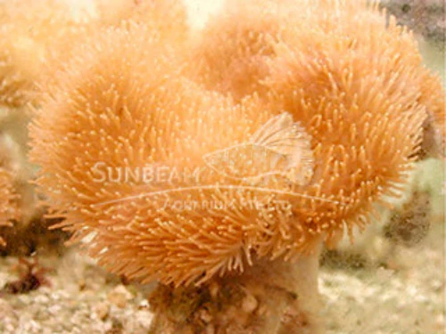 Long Tentacles soft mushroom Marine 10cm - Image 2