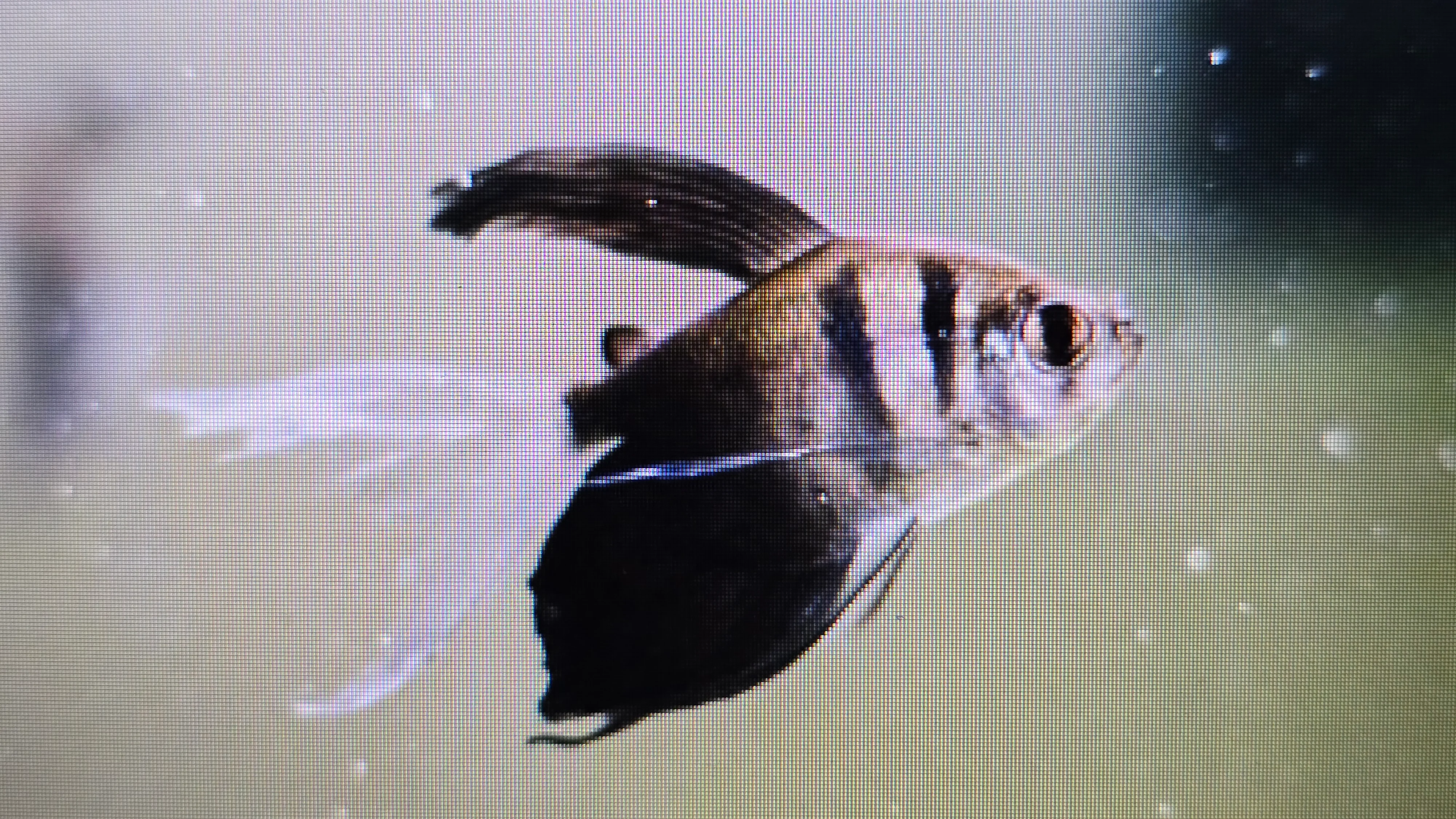 Longfin black tetra 3cm