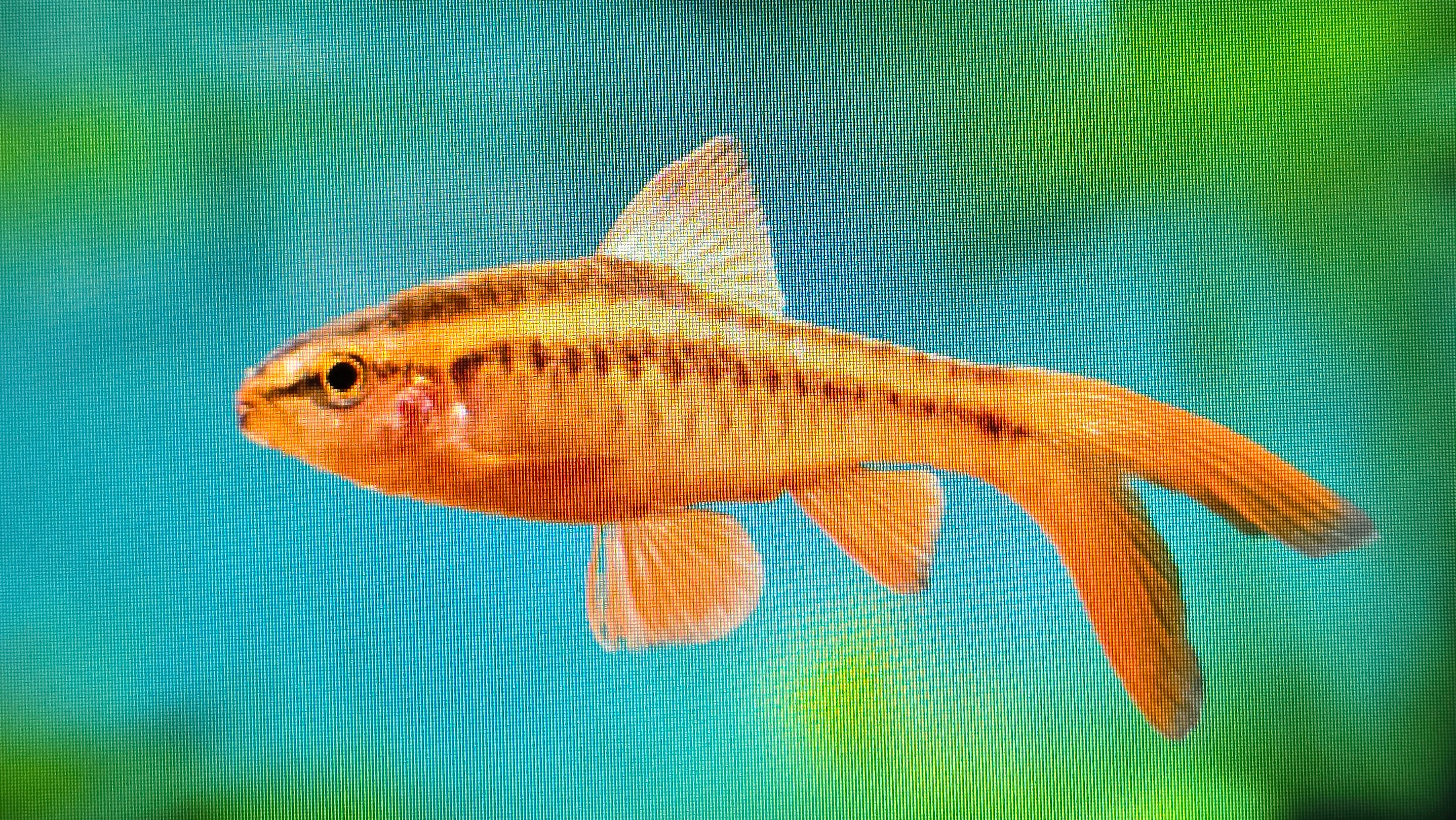 Longfin Cherry Barb 3cm