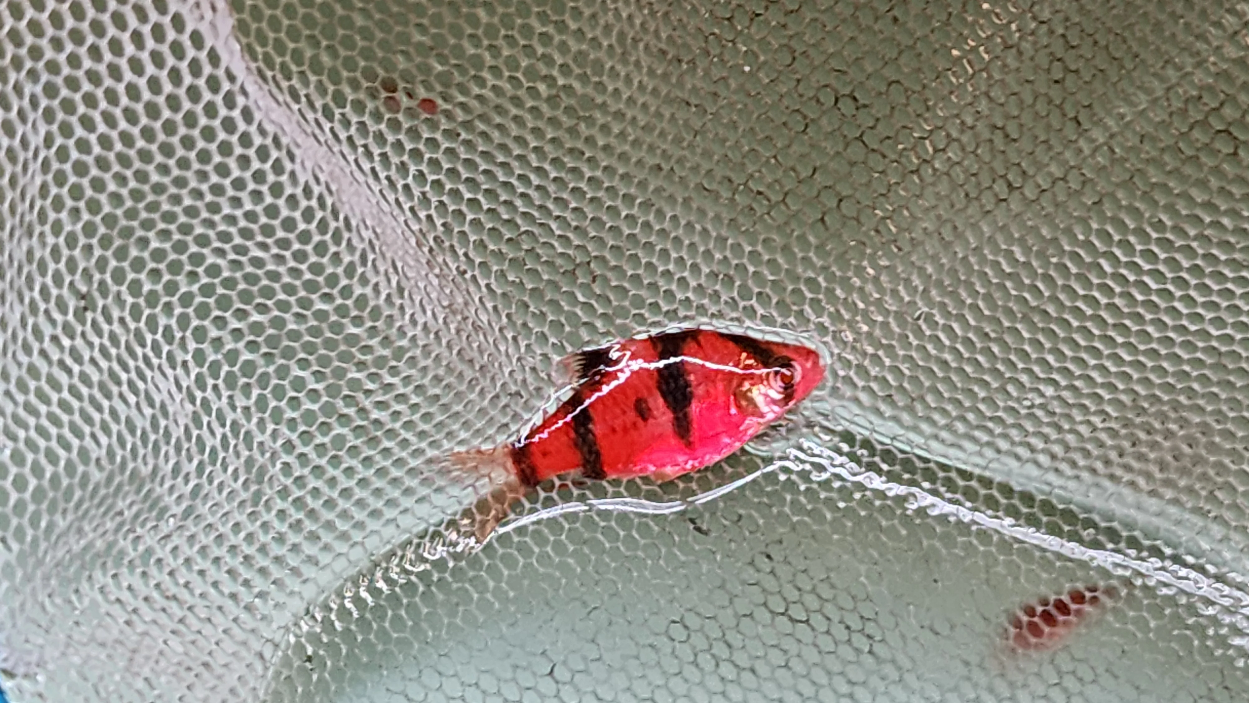 Luminous Red tiger barb 2.5cm - Image 2