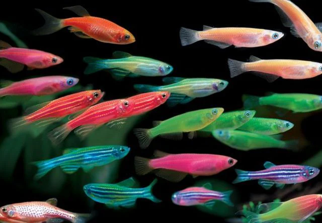 Luminous colour Zebra Danio 3cm - Image 2