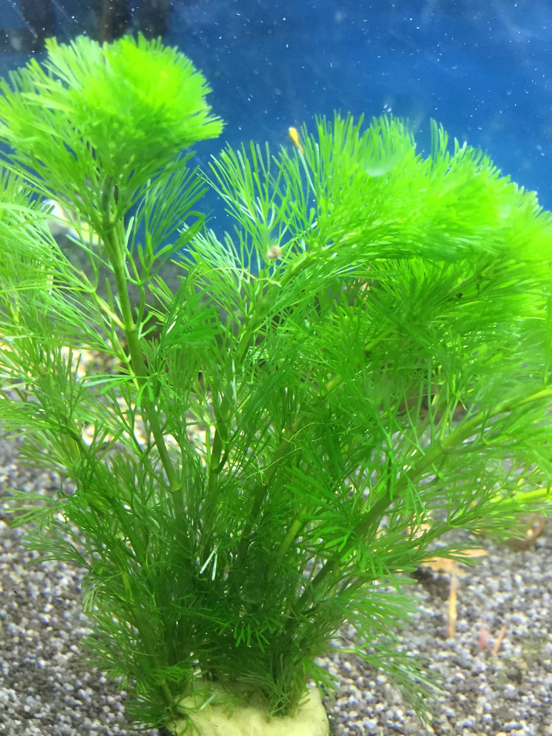 Lush Cabomba Caroliniana Live Aquarium Plant – Fine Leaf Background