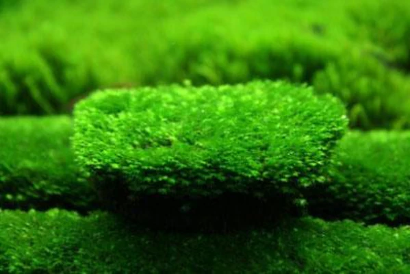 Lush Mini Phoenix Moss Fissidens Live Aquatic Plant Packet for Aquariums