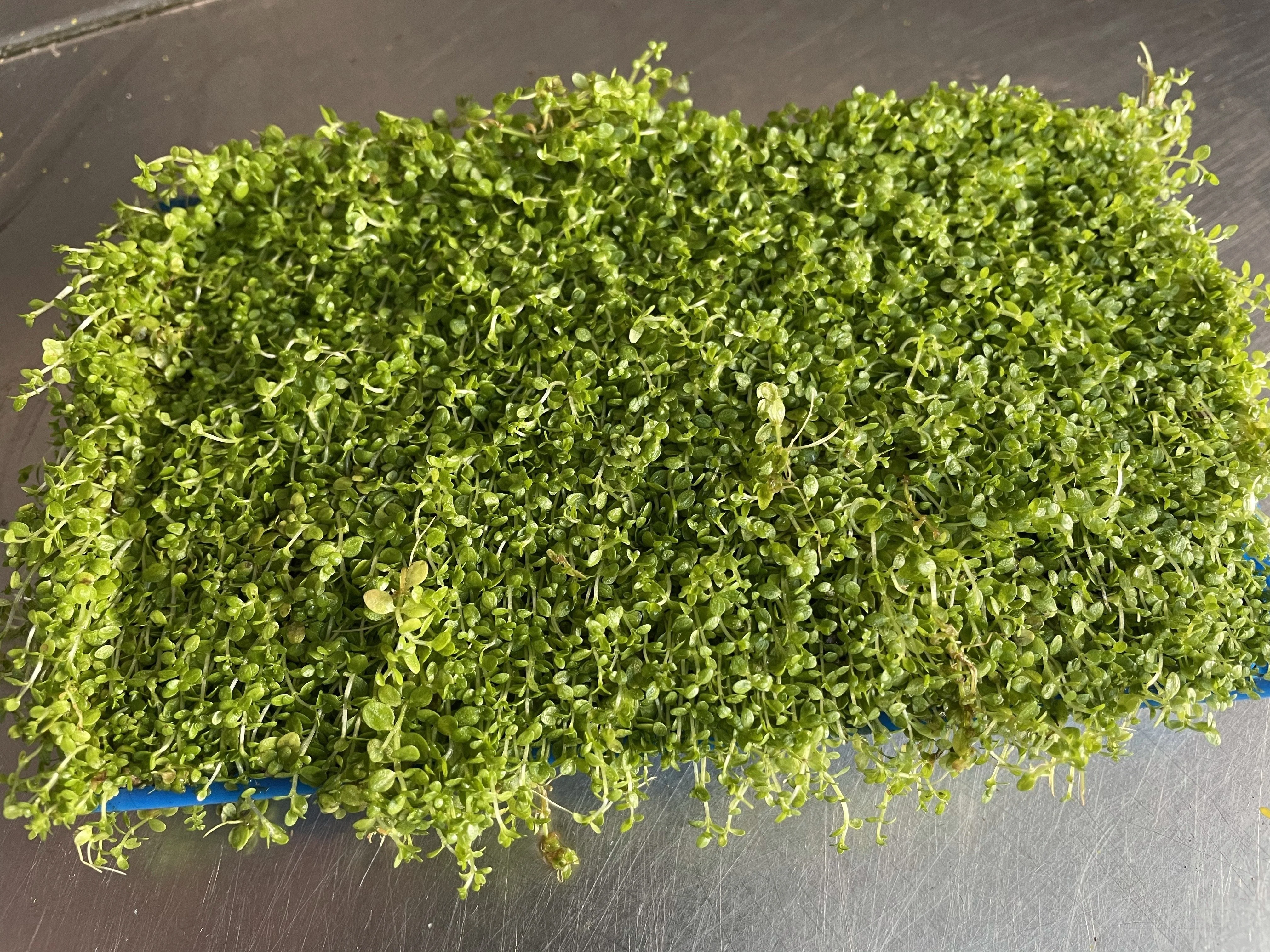 Lush, Vibrant Micranthemum 'Monte Carlo' Live Aquarium Plant - Dense Carpet Foreground - Image 2