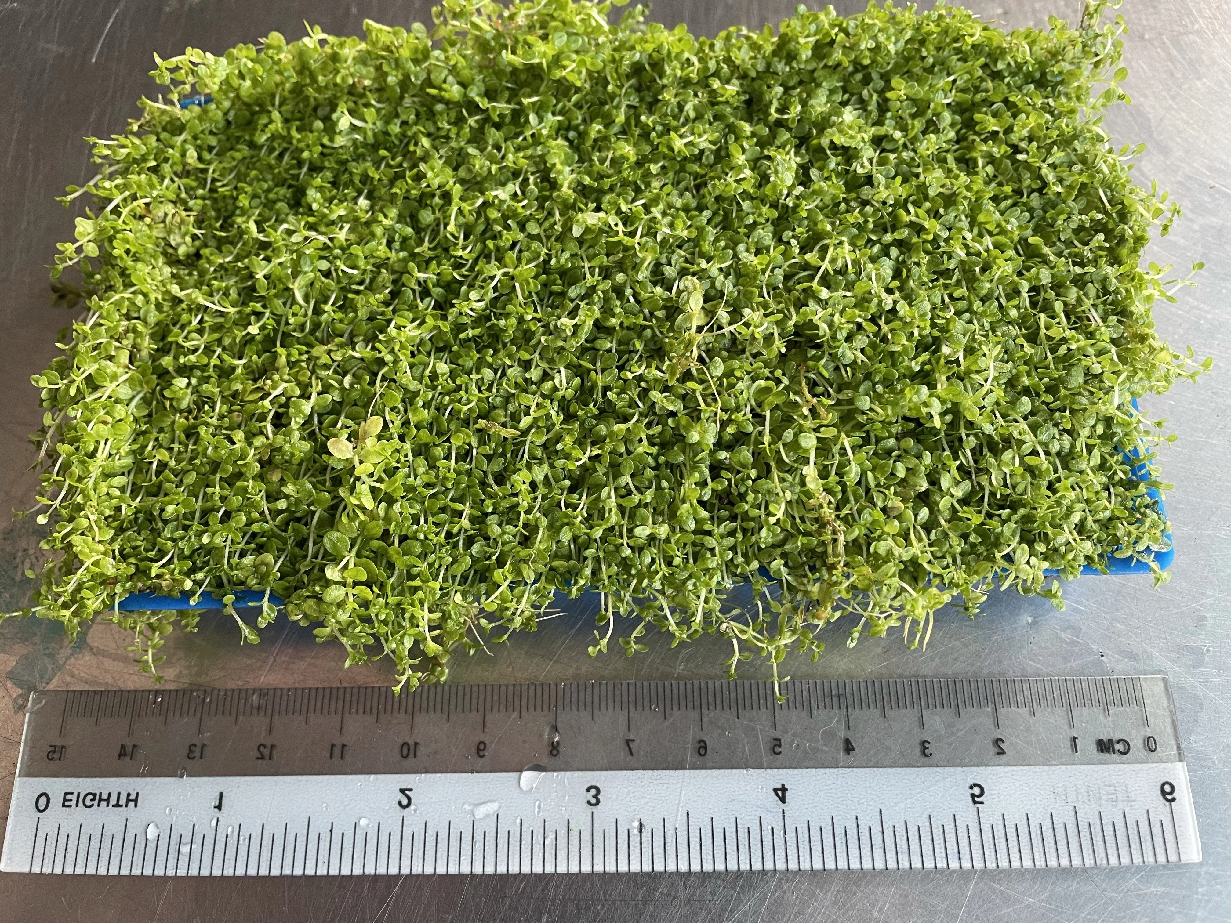 Lush, Vibrant Micranthemum 'Monte Carlo' Live Aquarium Plant - Dense Carpet Foreground - Image 3
