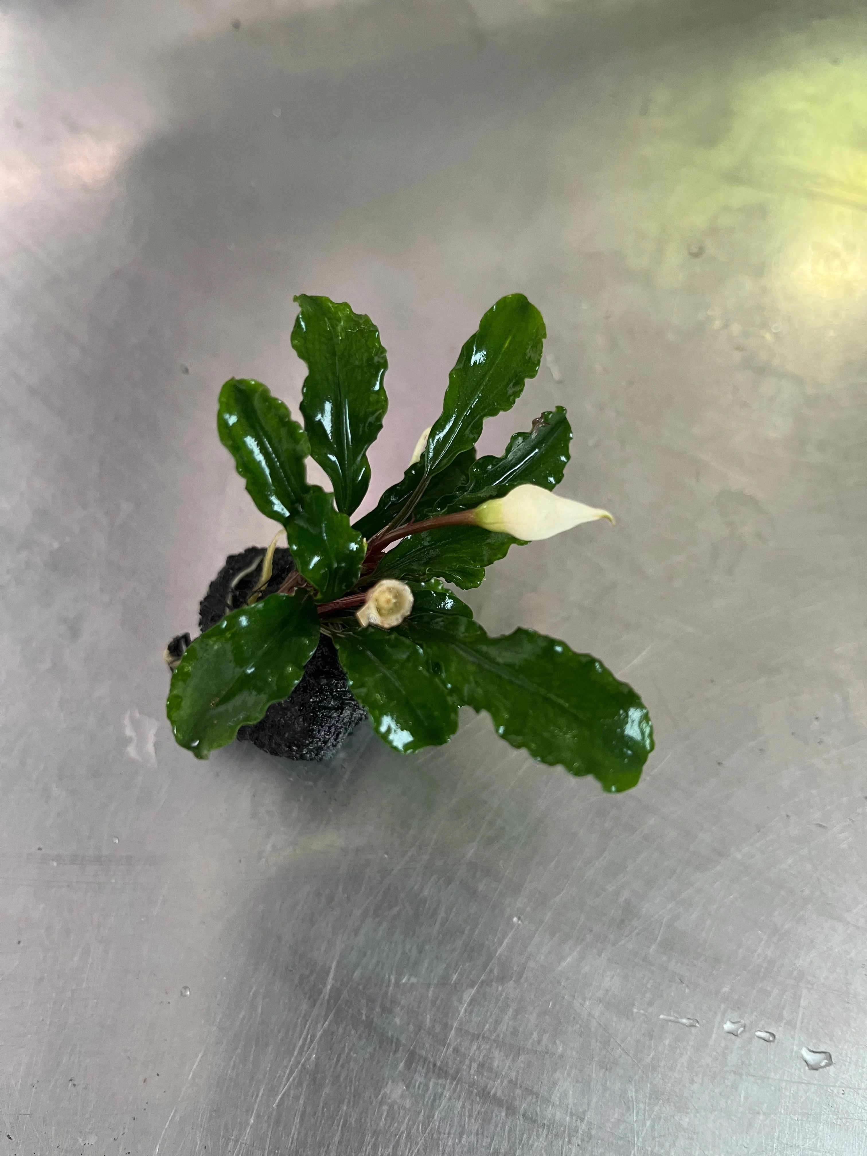 Lush Wavy Green Bucephalandra Live Aquarium Plant - Easy Care, Low Light - Image 2
