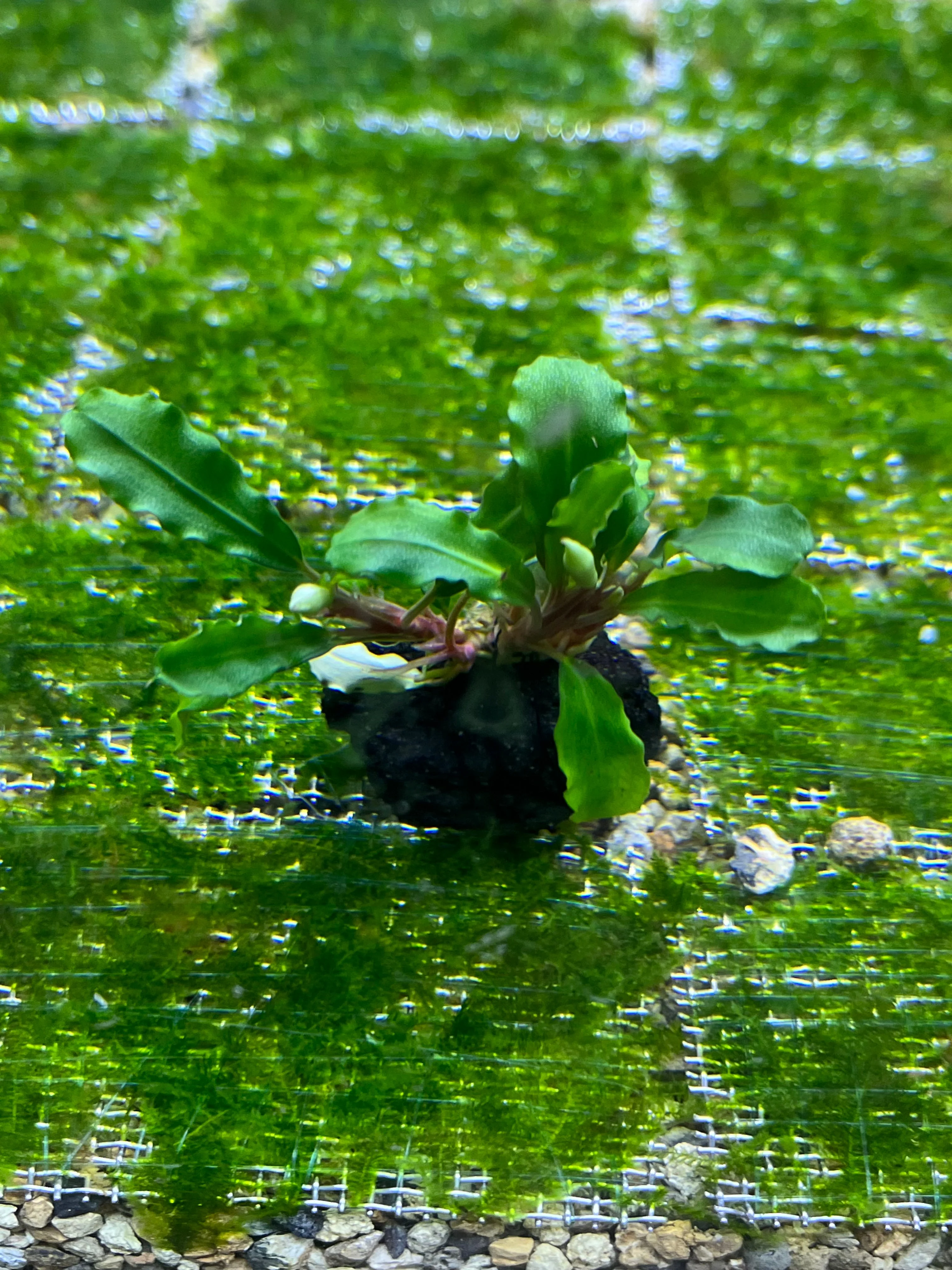 Lush Wavy Green Bucephalandra Live Aquarium Plant - Easy Care, Low Light - Image 3