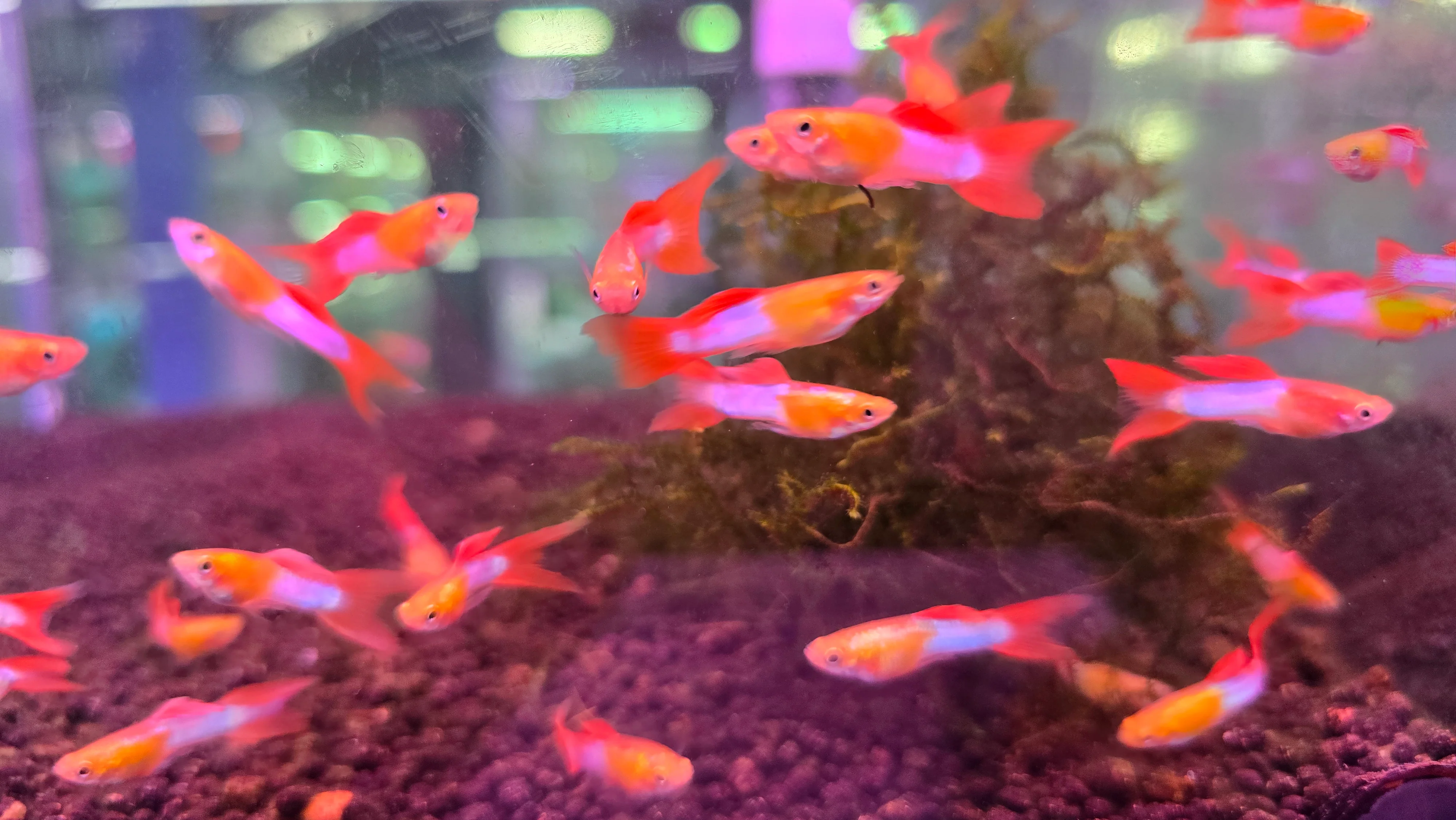 Lyretail japan blue endler guppy male 2.5cm - Image 2
