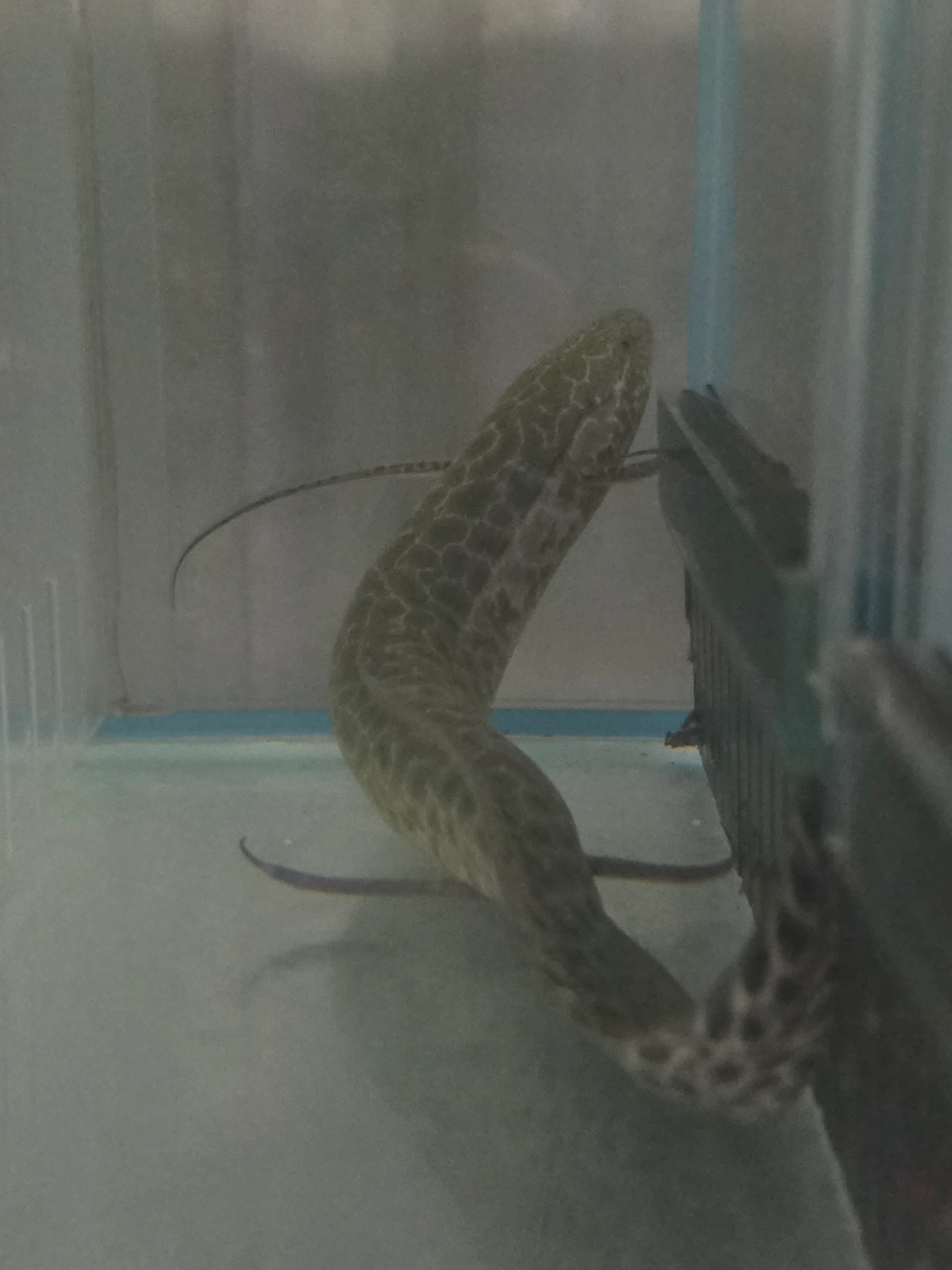 Marbled lungfish 25-35cm