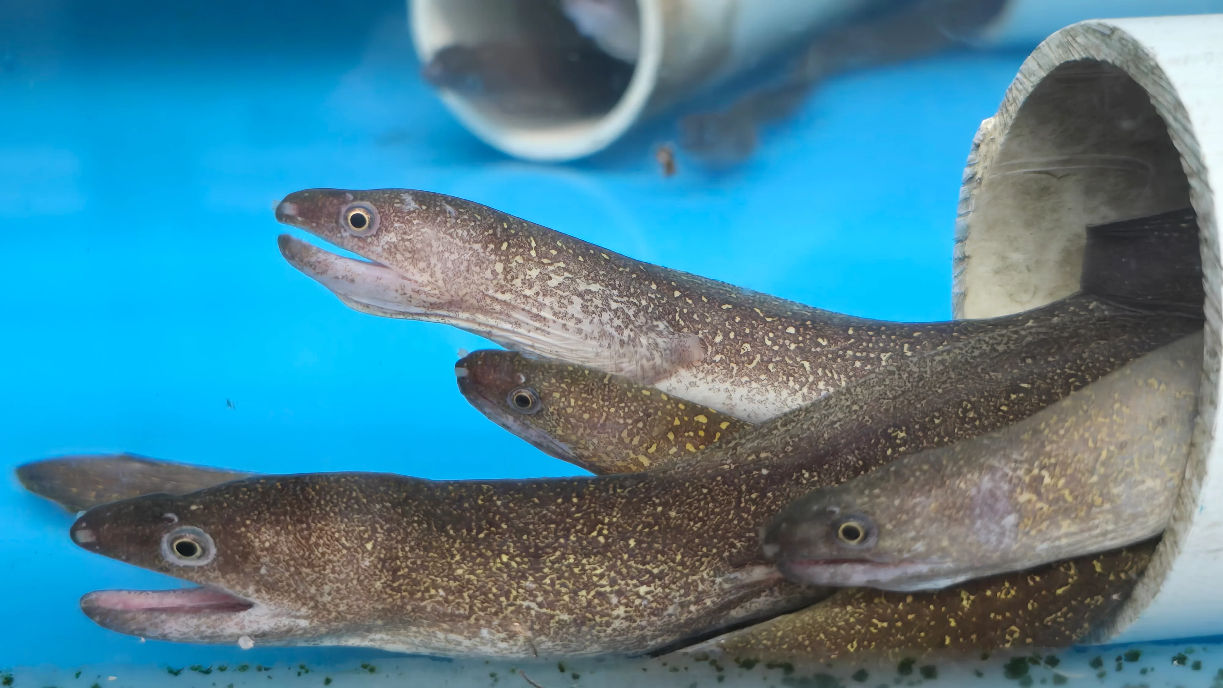 Marbled moray eel 10-12"