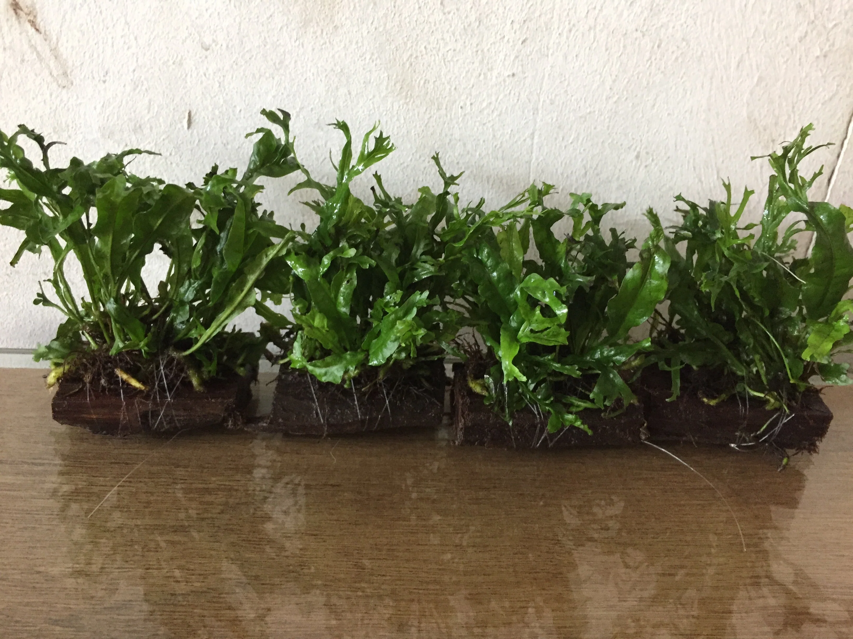Microsorium Windelov Java Fern Tied to Mini Driftwood for Aquarium Aquascape