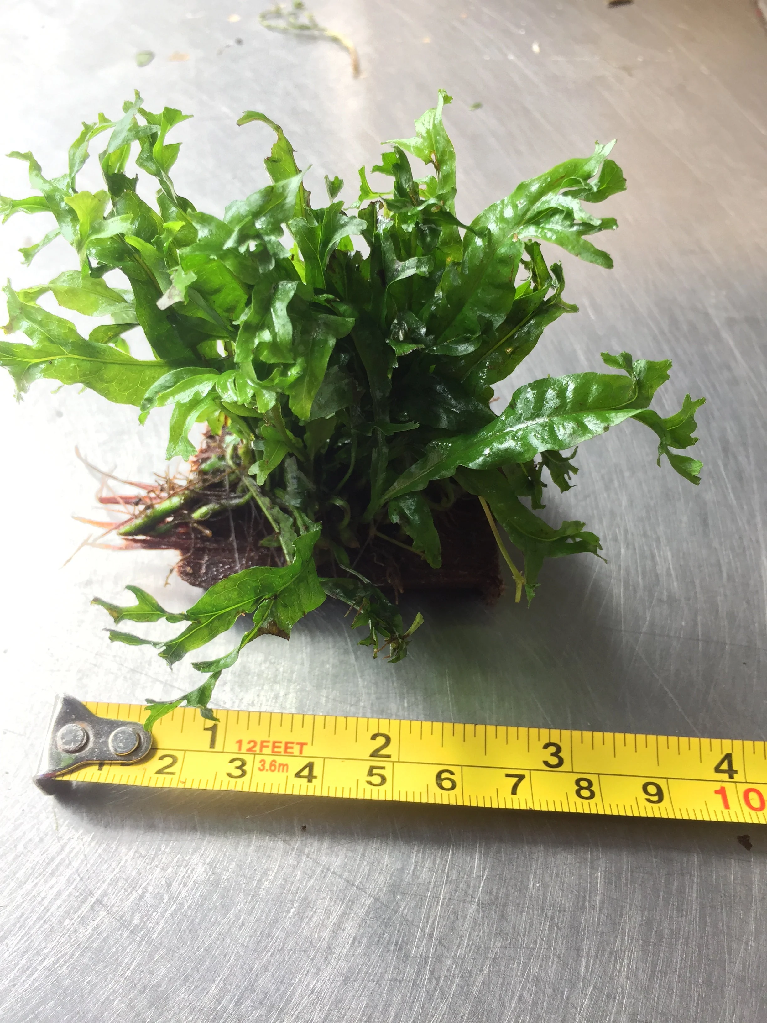 Microsorium Windelov Java Fern Tied to Mini Driftwood for Aquarium Aquascape - Image 2