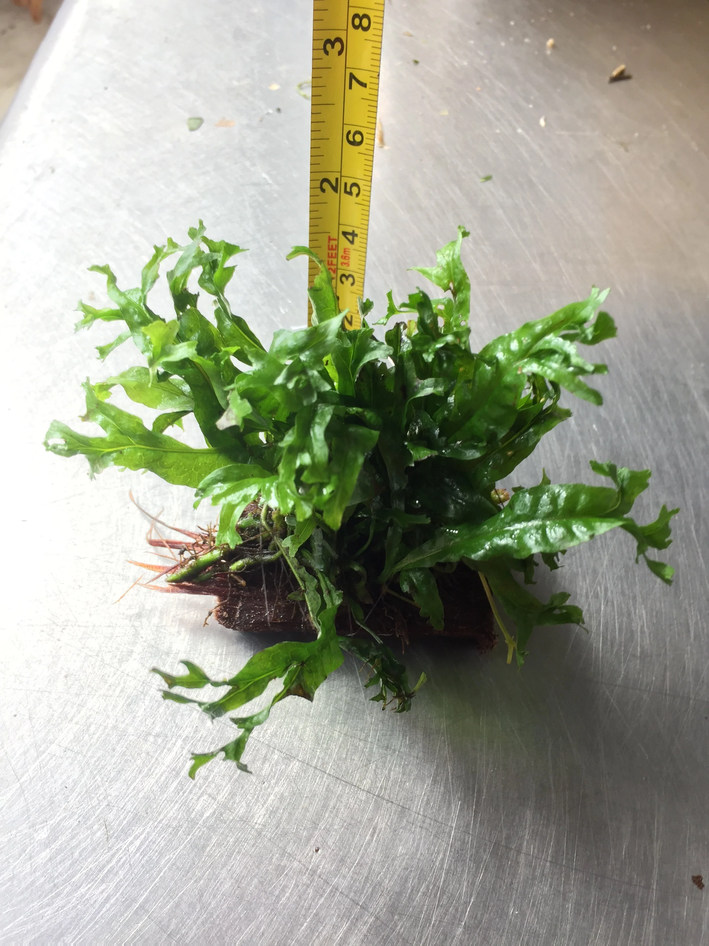 Microsorium Windelov Java Fern Tied to Mini Driftwood for Aquarium Aquascape - Image 3