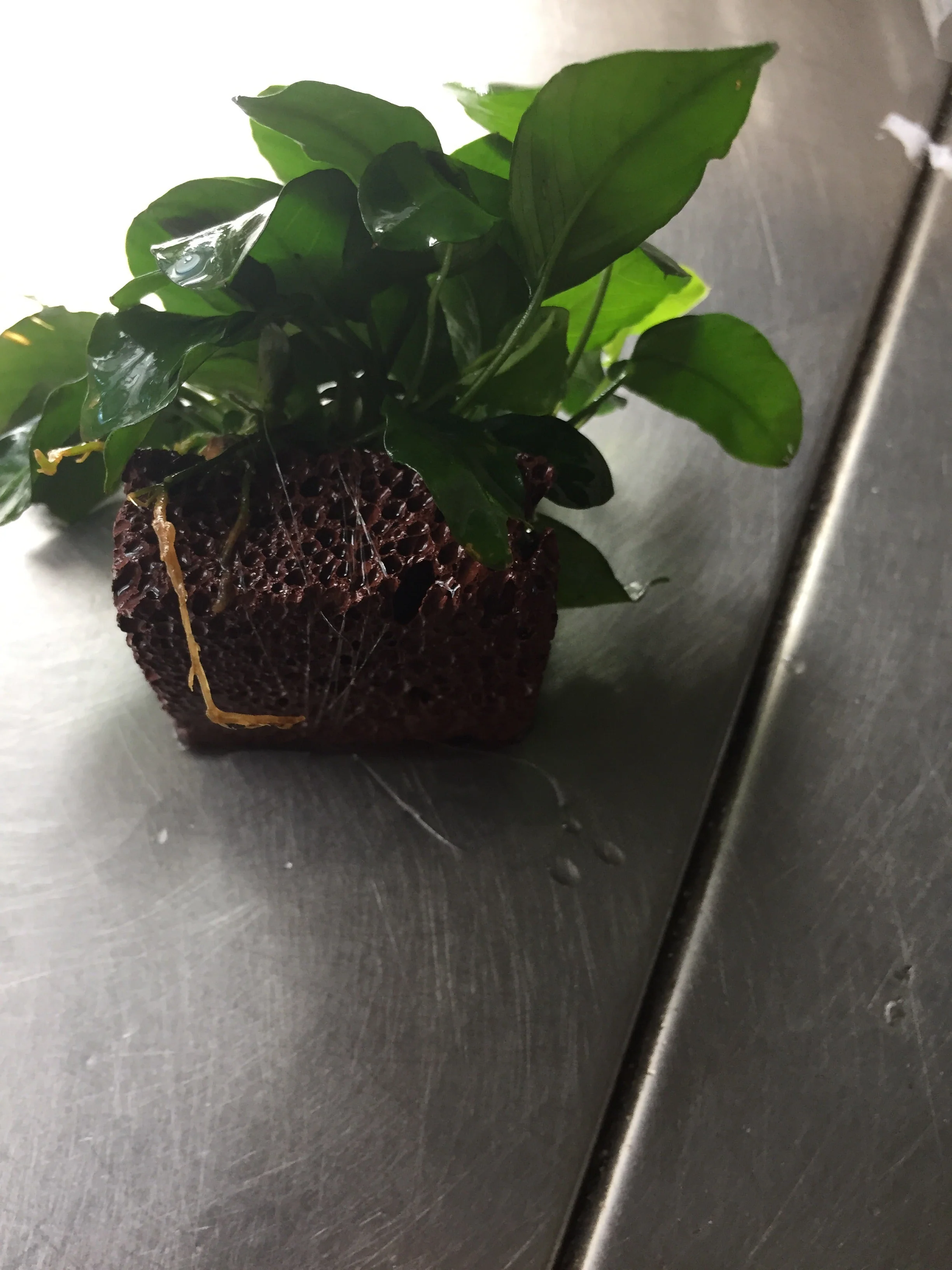 Miniature Anubias Nana Bonsai Live Aquarium Plant Easy Low Light Aquatic - Image 2