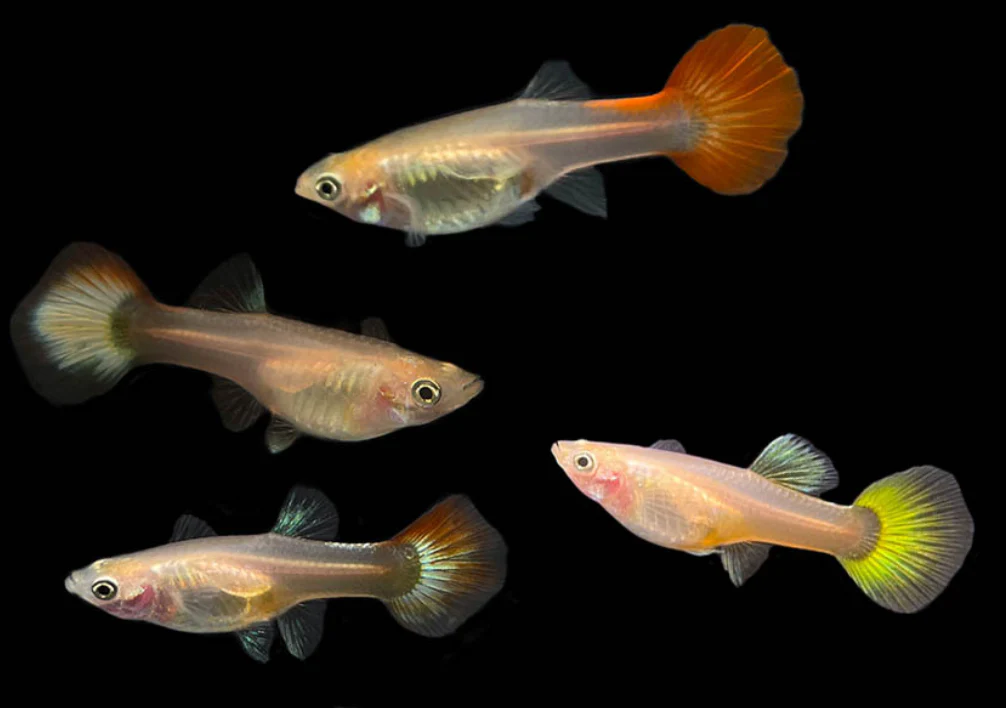 Assorted Guppy 3cm - Image 3
