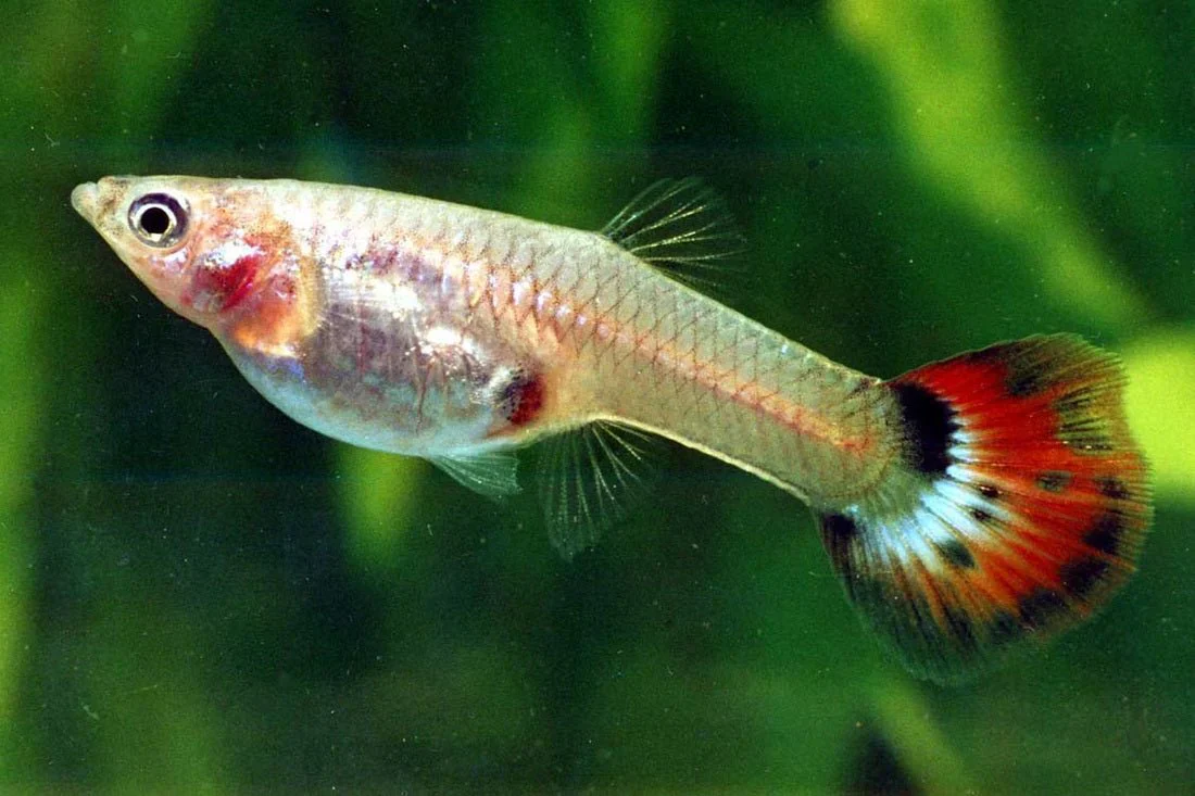 Assorted Guppy 3cm - Image 4