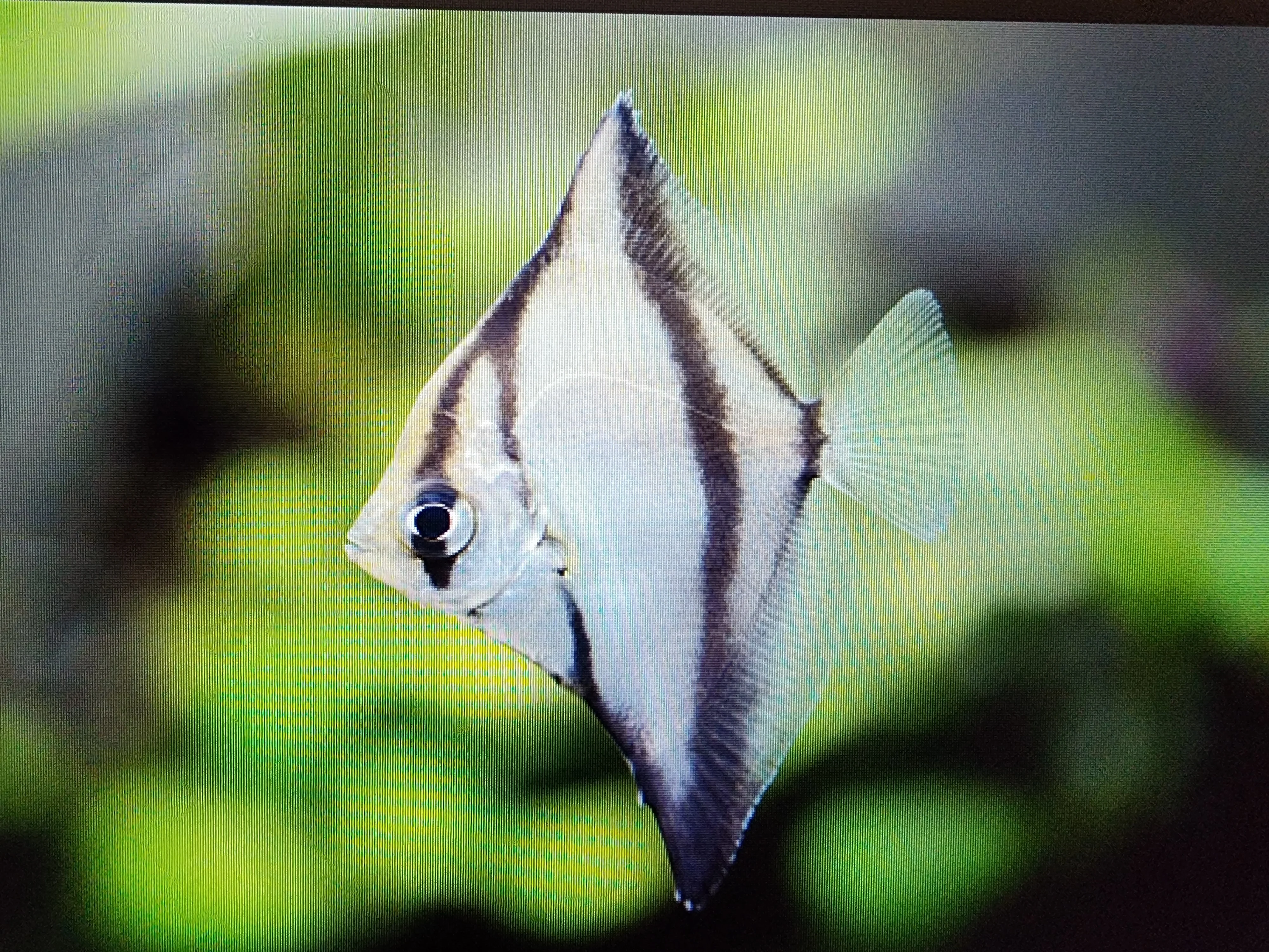 Mono sebae 5cm