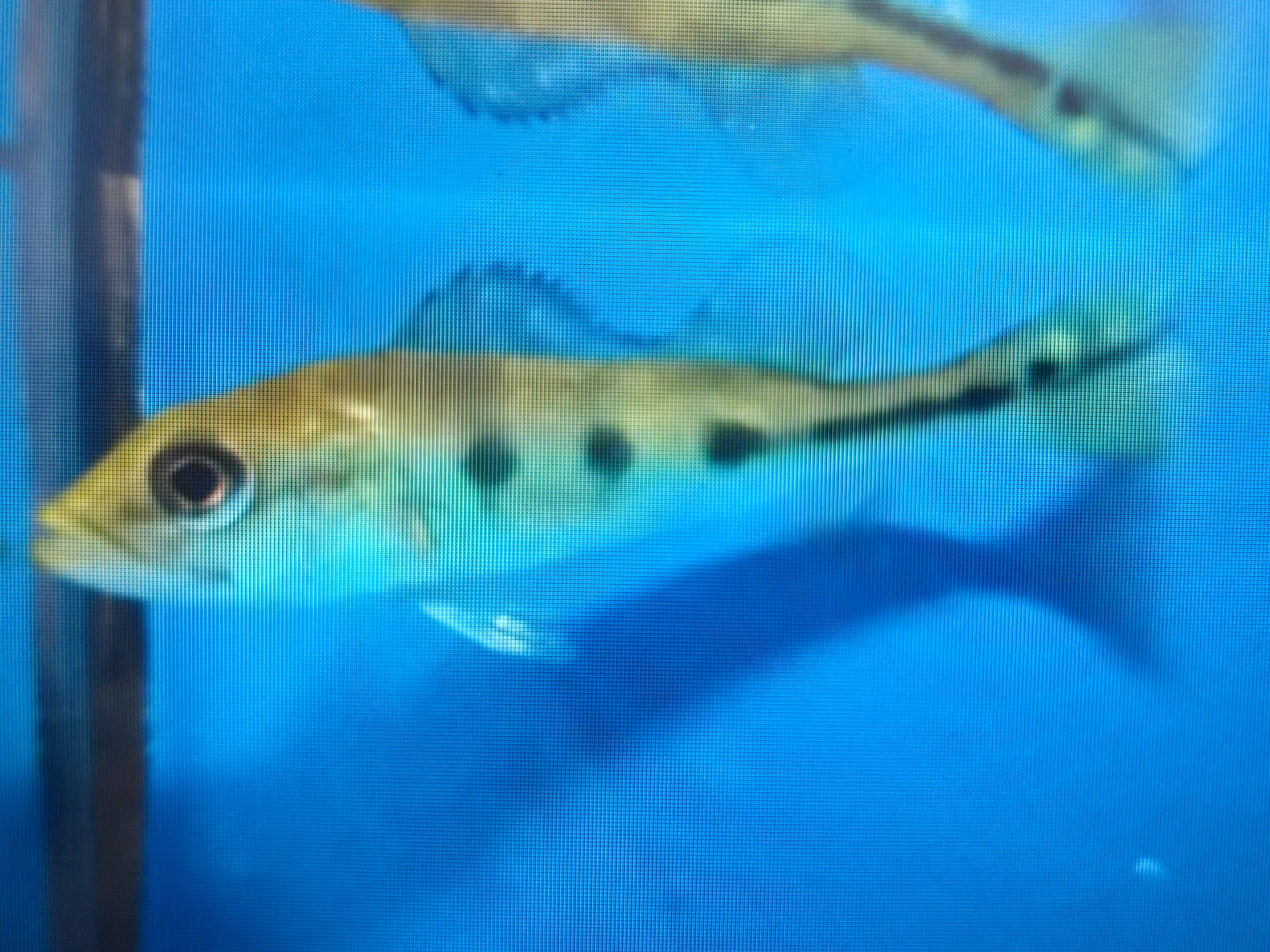 Monoculus peacock bass 6-8cm
