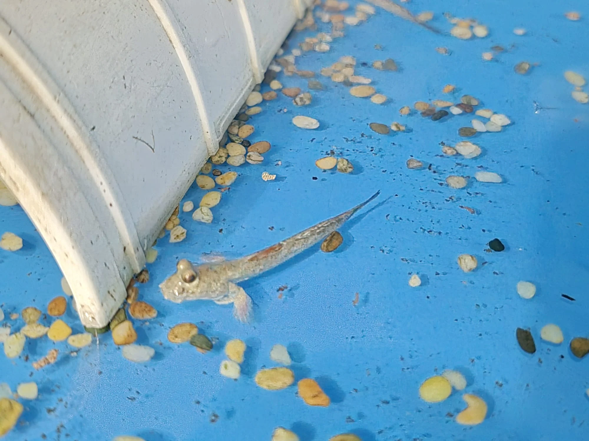 Mudskipper 5-6cm