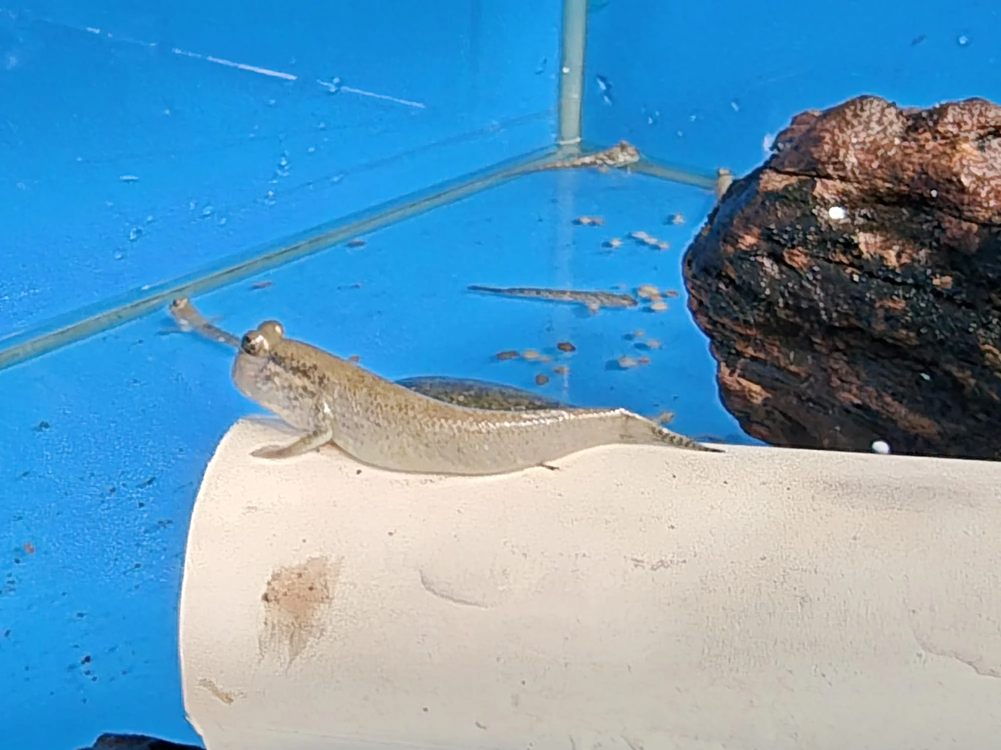 Mudskipper 5-6cm - Image 2