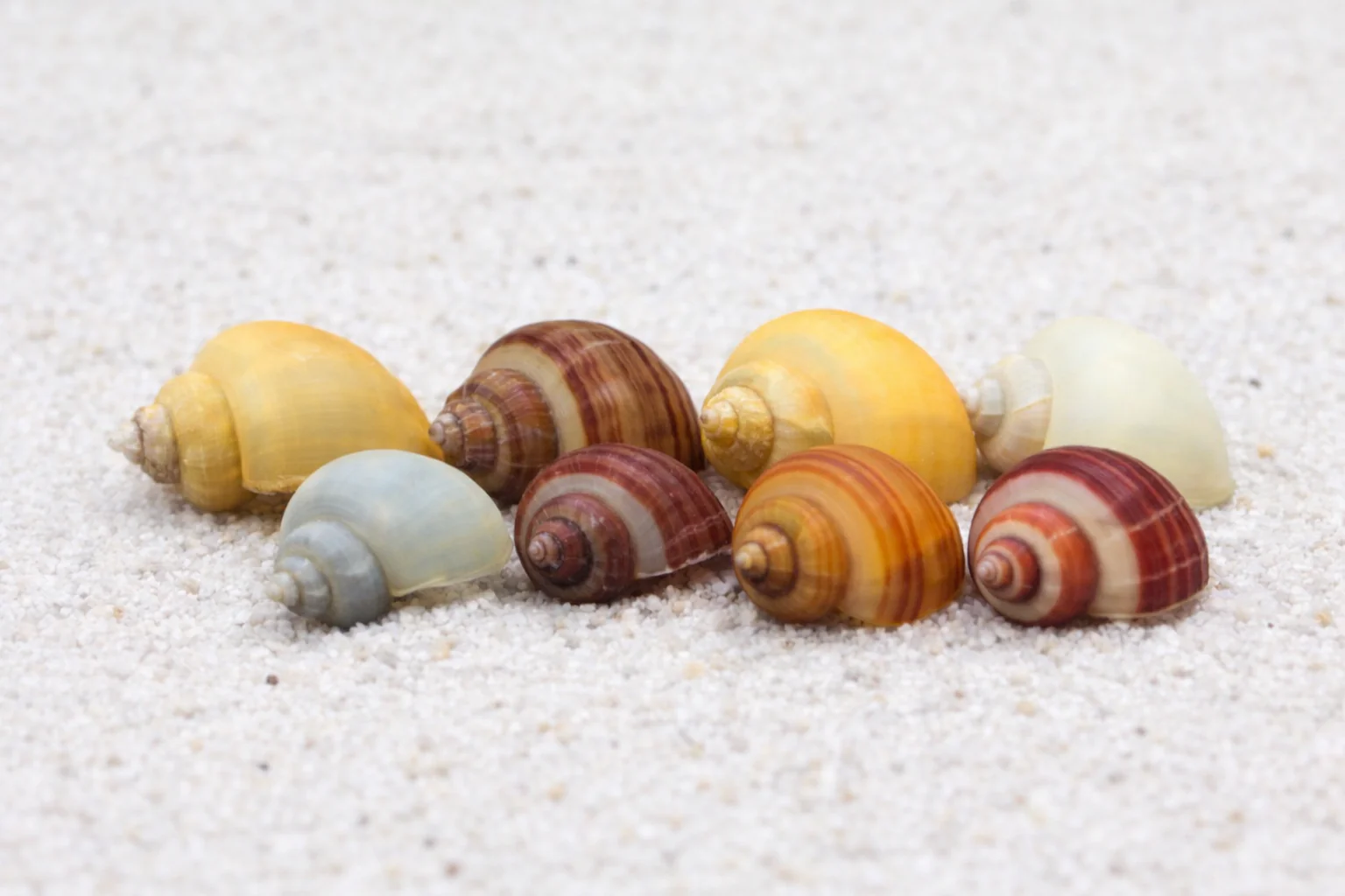 Mystery snails 2cm