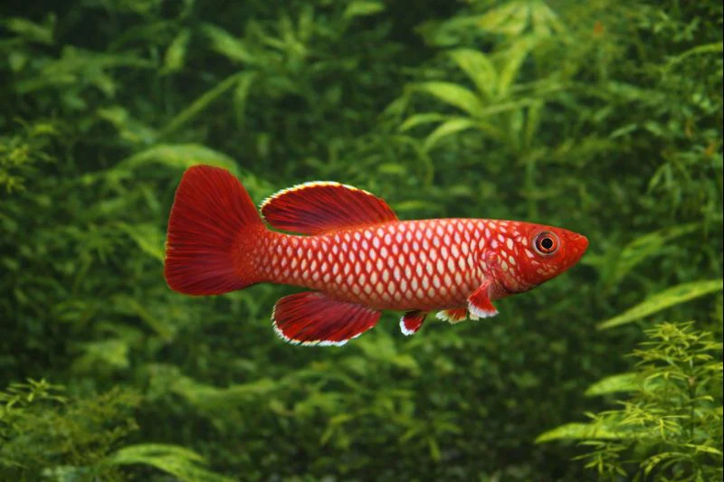 Nothobranchius korthausae 3-4cm