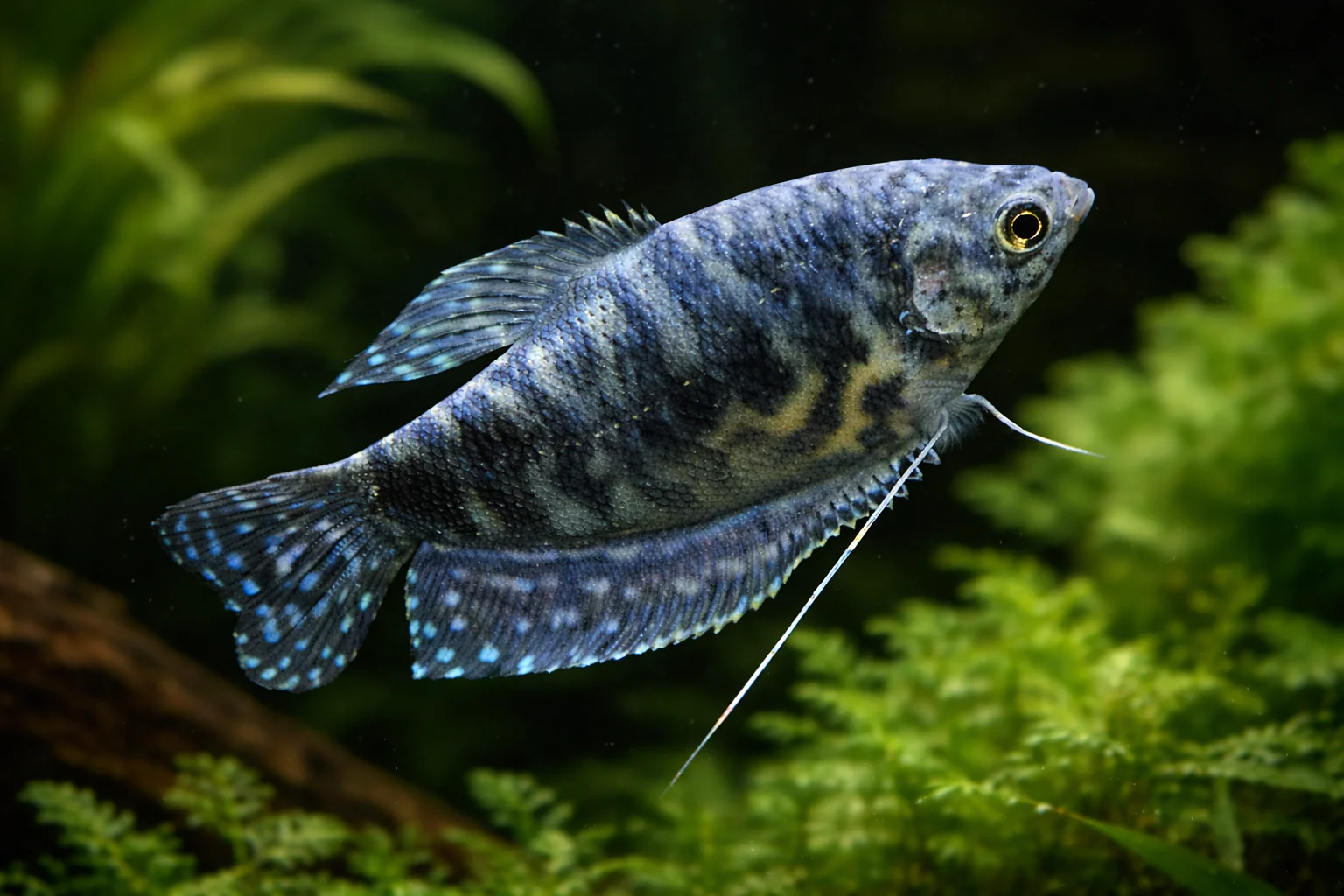 Opaline Gourami (4-5cm)