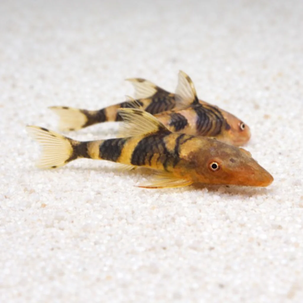 Orange otocinclus 1.2-1.5cm