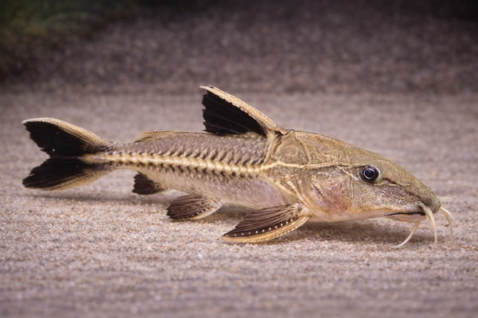 Oxydoras Niger (8-10cm)