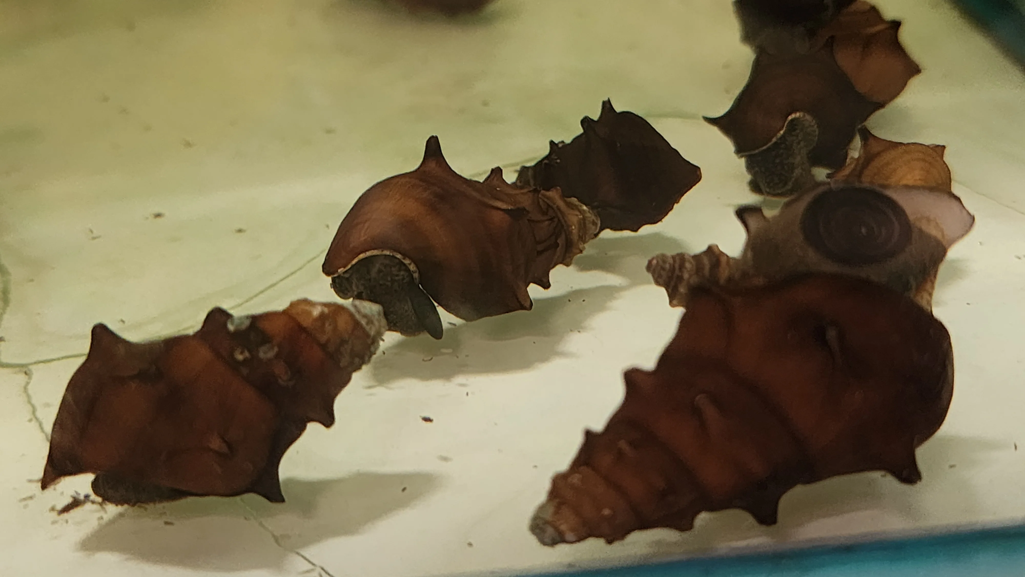 Pagoda snails 3cm - Image 2