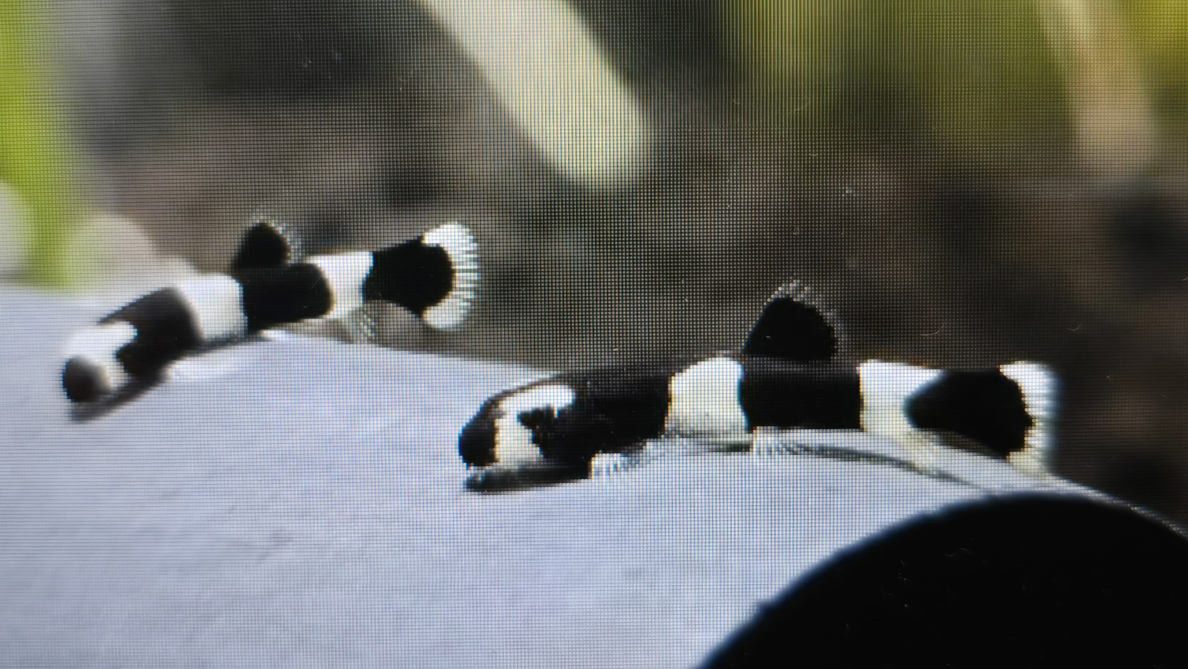 Panda loach 1.5-3cm