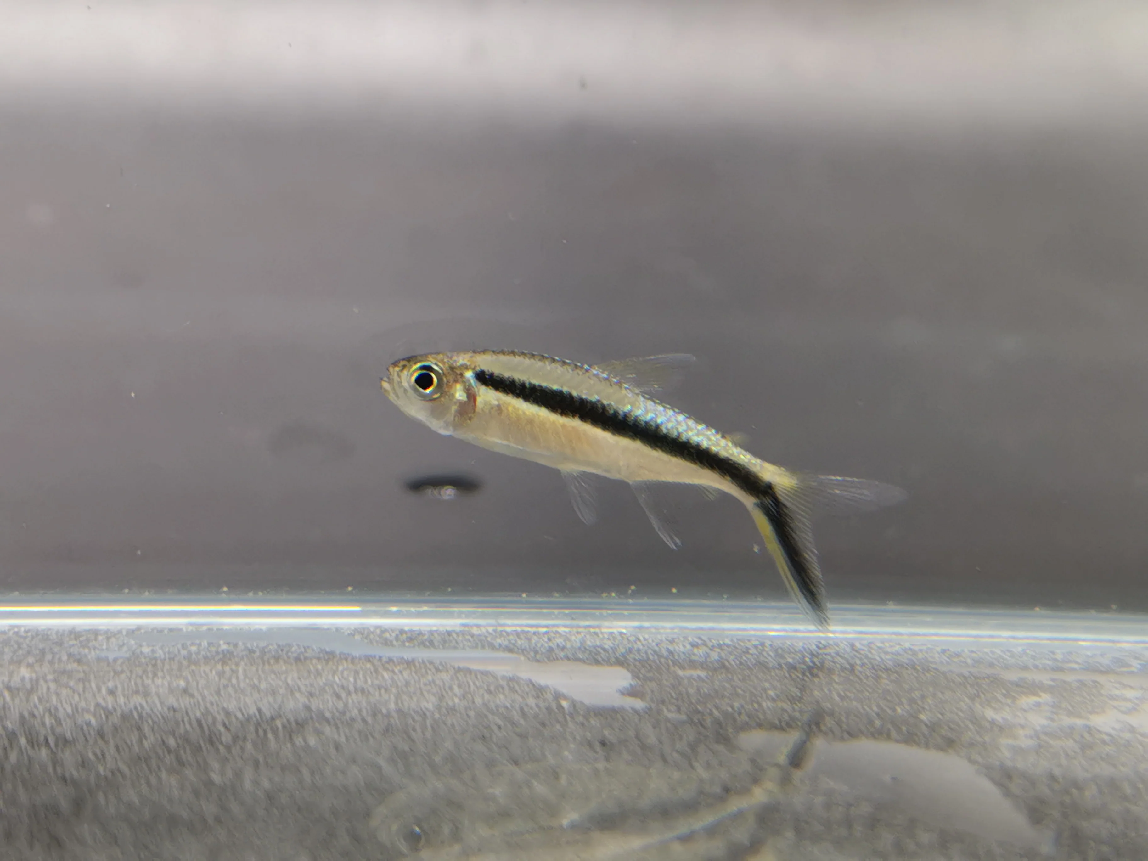 Penguin tetra 2.5cm - Image 2