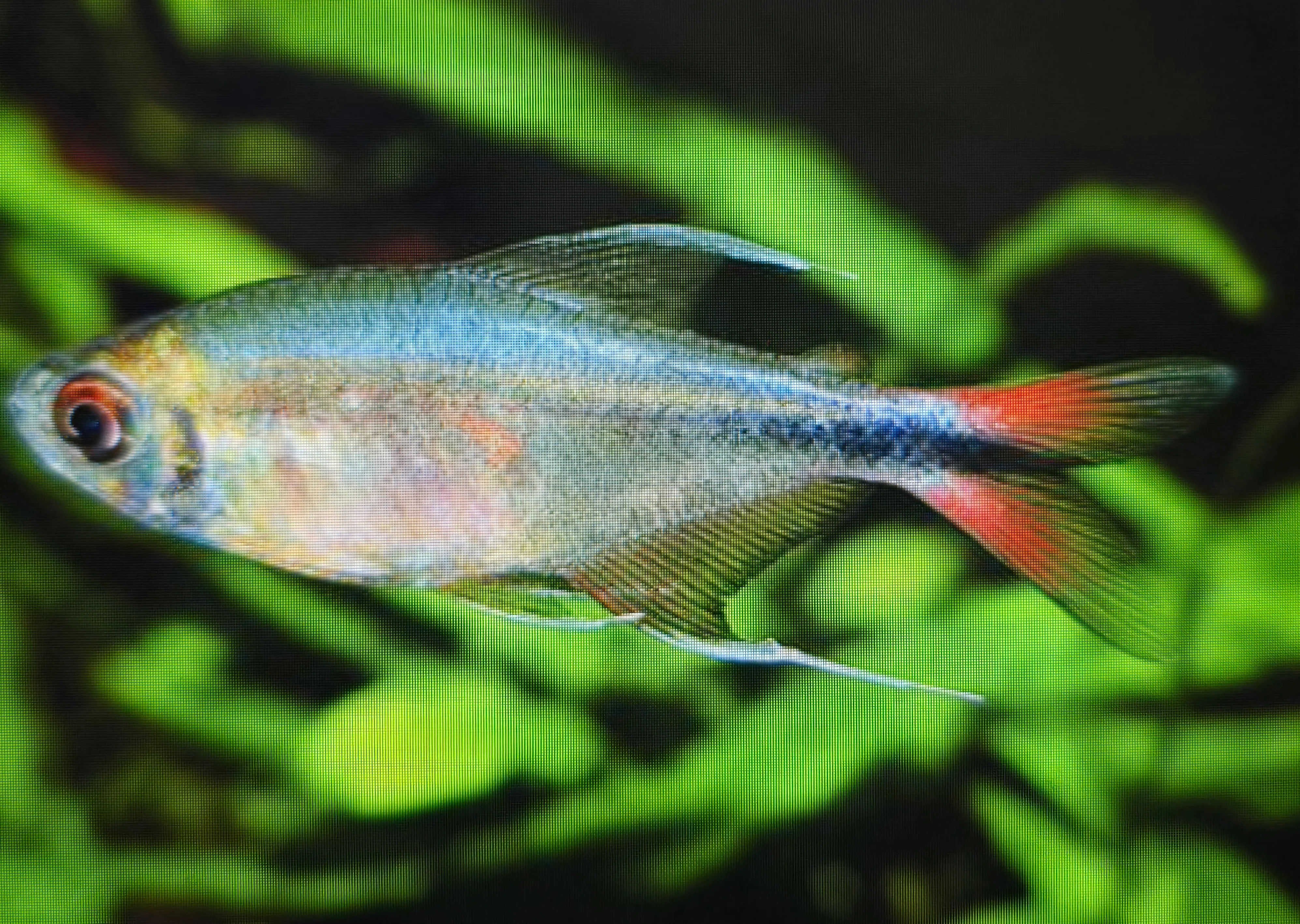 Phoenix tetra 3cm