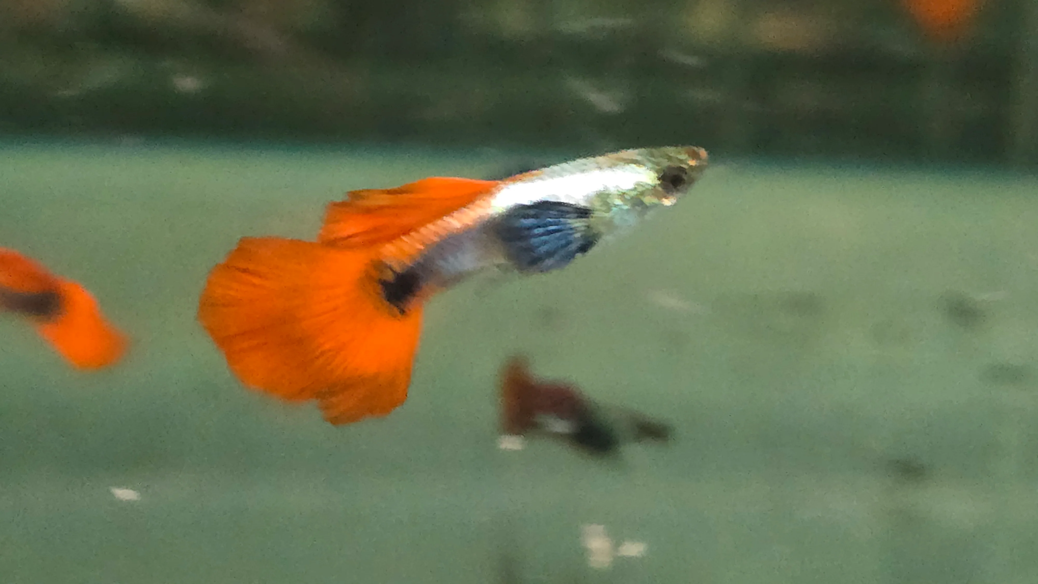 Platinum dumbo ear guppy 3cm pair - Image 2