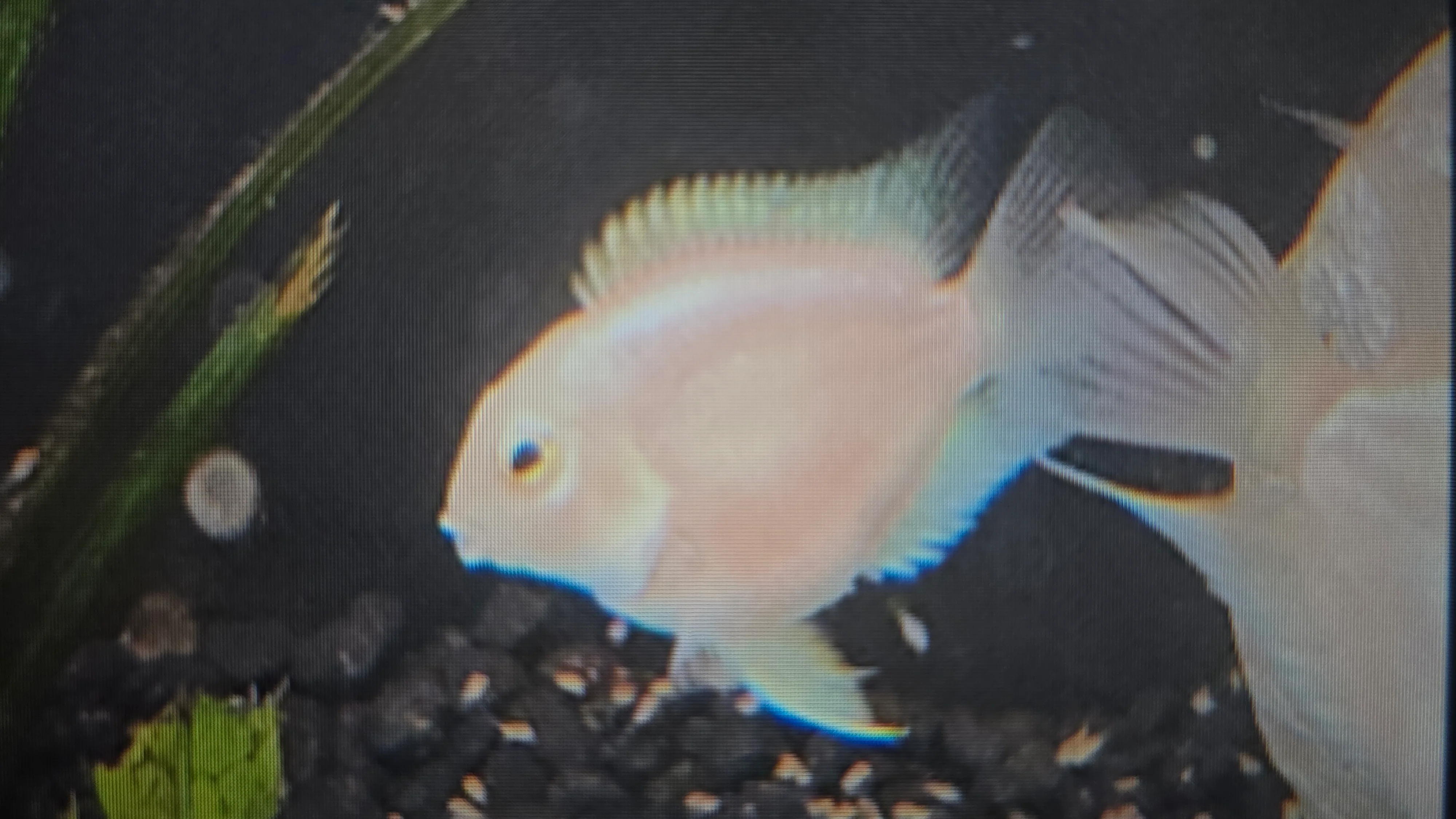 Platinum mini parrot cichlid 3-4cm
