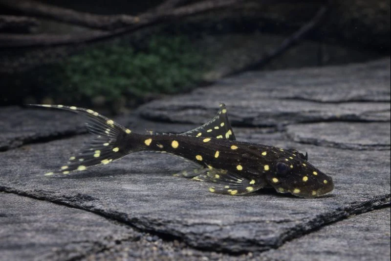 Pleco acanthicus adonis L155 5-6cm