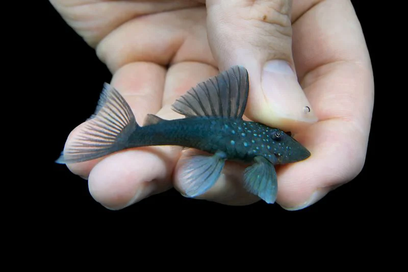 Pleco L128 4-5cm