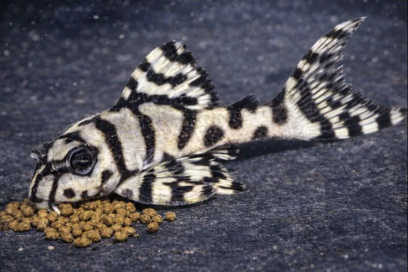 Pleco L236 super grade 3.5-4.5cm