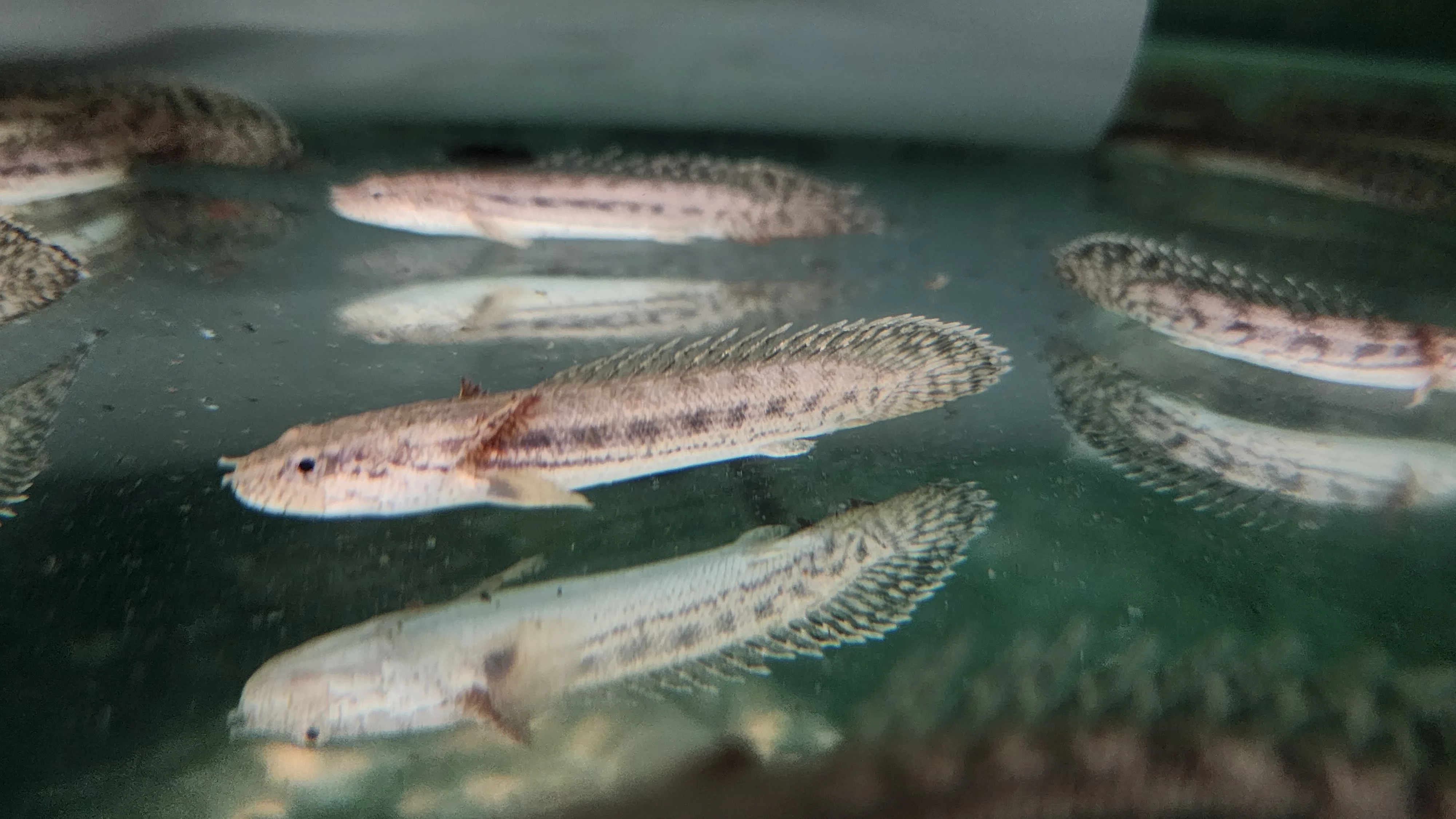 Polypterus endlicheri Bichir 6-7cm