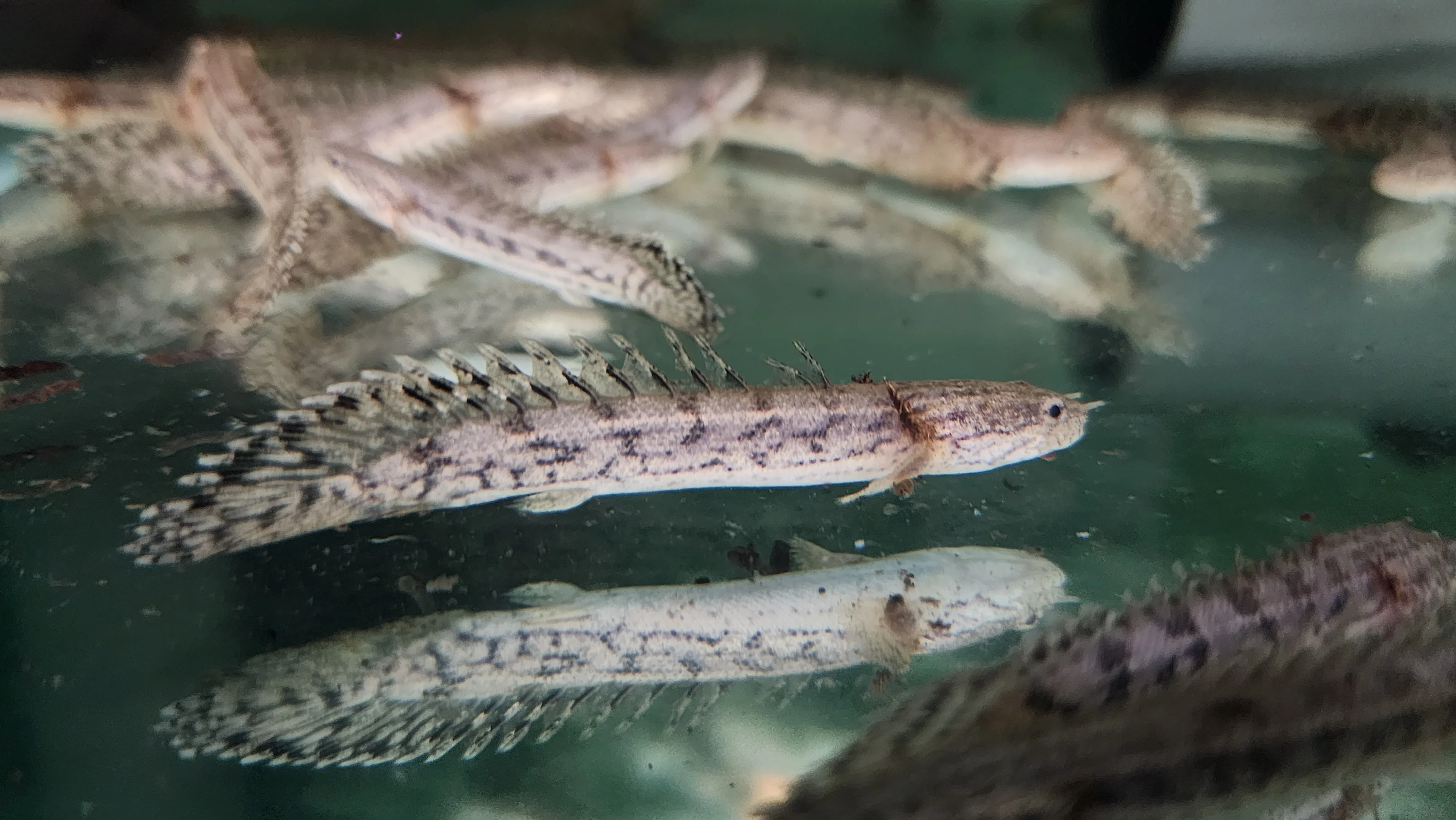 Polypterus endlicheri Bichir 6-7cm - Image 2