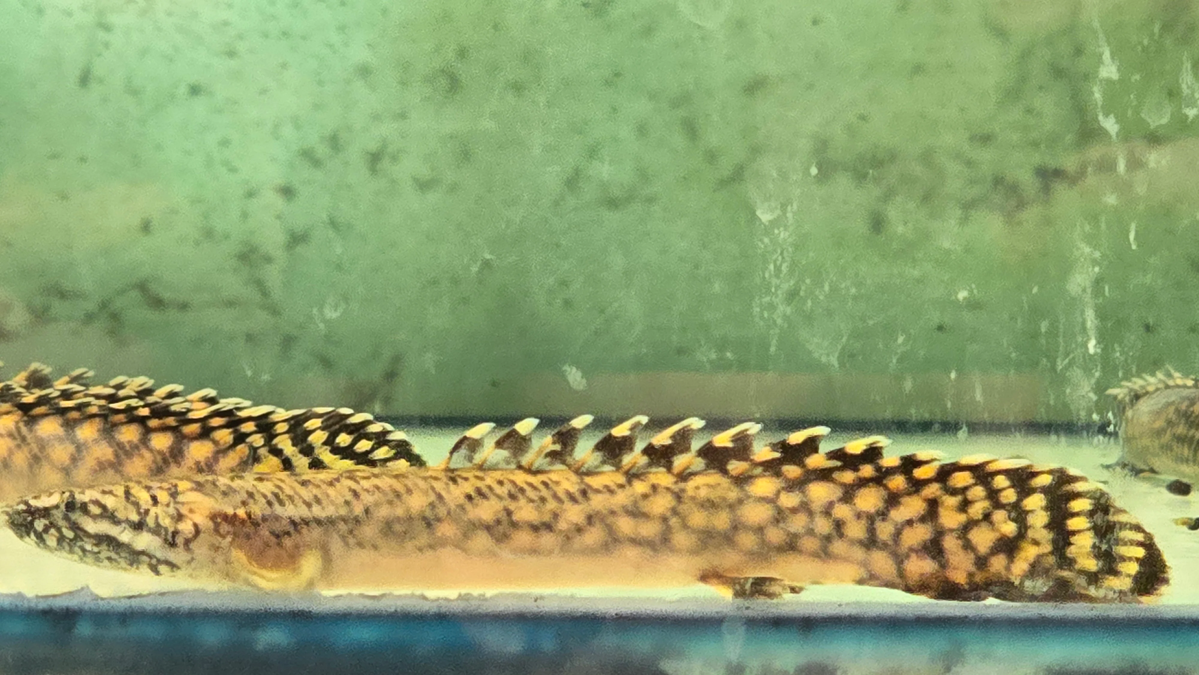 Polypterus ornatipinnis 7-8cm